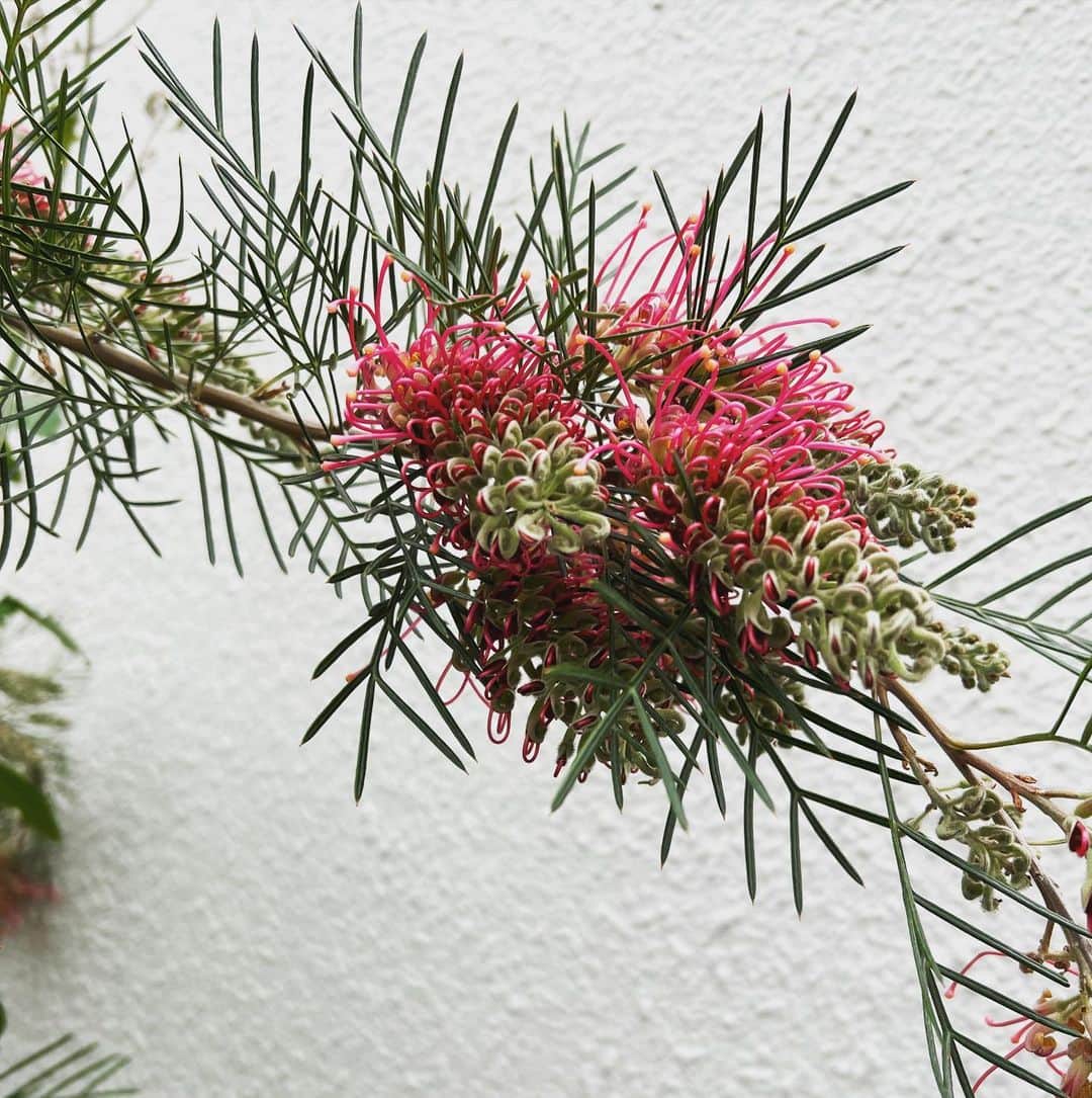小林 ディスカスさんのインスタグラム写真 - (小林 ディスカスInstagram)「また素敵な植物を見かけてしまいました…。  植物博士の方々、 これは何と言う植物なのでしょうか？？  あー、こっち系テンションと、 サボテン系テンションに囲まれたお家に住みたひ…。 👱🏽‍♂️🩵🌵🩵🪴🩵🌹  #tokyo #japan #fashion #beauty #plants #植物」5月20日 18時36分 - discus_kobayashi