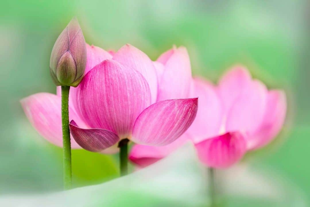 花の写真館のインスタグラム：「Photo by 大川 正仁. . Original Post[投稿いただいたURL] https://www.facebook.com/photo.php?fbid=6155691477877942 . 本アカウントは、 #私の花の写真 をつけてInstagramに投稿された皆さまの花の写真や、「花の写真館」Facebookページで投稿された花の写真を紹介します。 「花の写真館」Facebookページは、「 @floral.photograph 」のプロフィールにあるURLからご覧ください。 . ※各種法令、マナー、関係者の指示に従った撮影をお願いします。 *Please ensure that your photography adheres to all relevant laws, etiquette, and instructions issued by authorized persons. ※本アカウントは東京カメラ部がFacebook、Instagramのサービスを利用して運営しているもので、Meta社・Instagramとは一切関係ありません。 . #花の写真館 #floralphotograph #floralphoto #flower #flowers Follow: @floral.photograph」