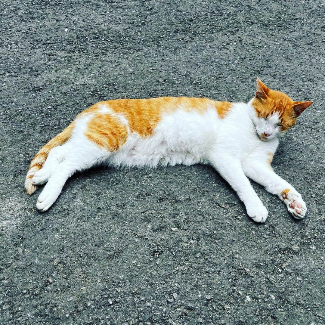 takegaeruのインスタグラム：「旅で会ったにゃんこ達 離島ではにゃんこものんびり😽 #石垣島 #竹富島 #猫 #cat」