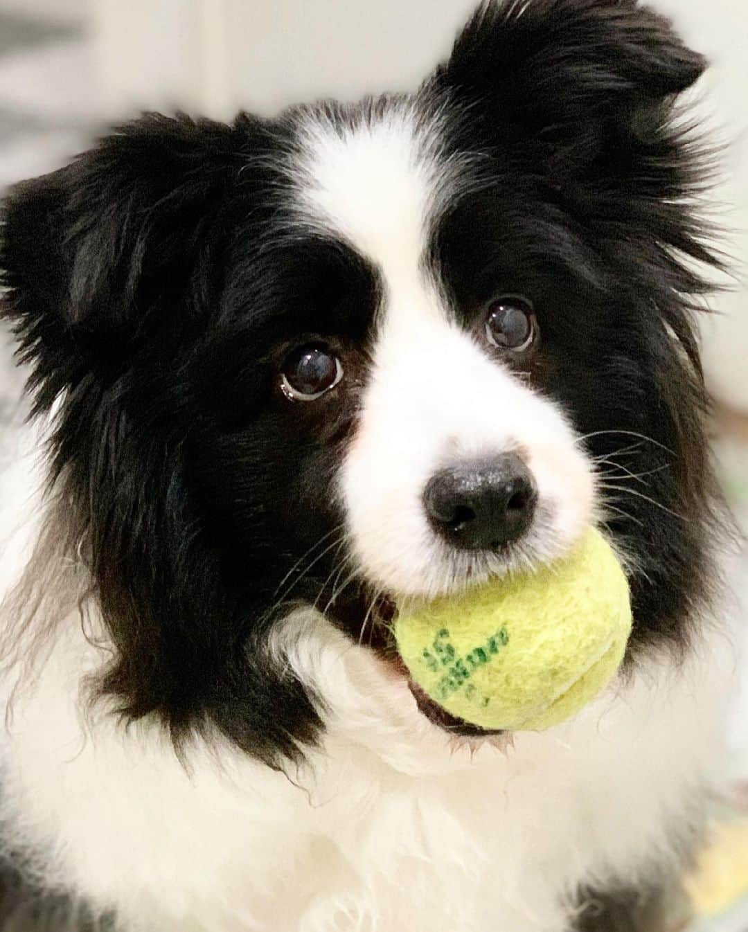 犬バカ部宣伝部長さんのインスタグラム写真 - (犬バカ部宣伝部長Instagram)「セコイぞセコイぞ🤣 上目遣いなんてセコイぞ🐼💕 ⁡ まかせてまかせて🎾遊ぶ遊ぶ〜🎵😊 ⁡ #犬バカ部 #bordercollie #ボーダーコリー #dog #犬 #白黒 #そら #ふにゃボダ部 #ボダ娘 #上目遣い」5月20日 19時45分 - umetaturou