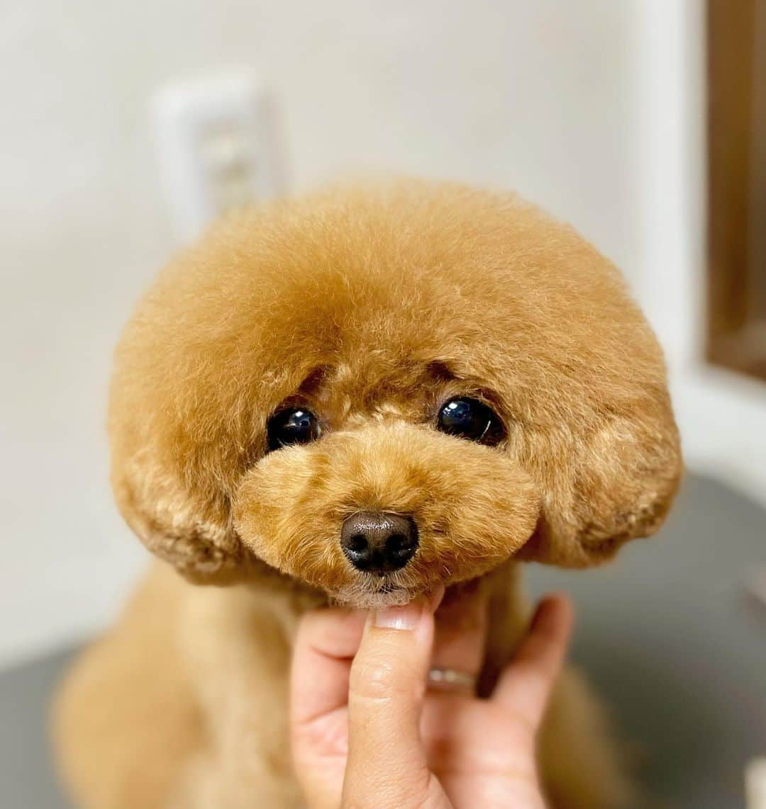 doghug (ドッグハグ) 豊洲本店のインスタグラム