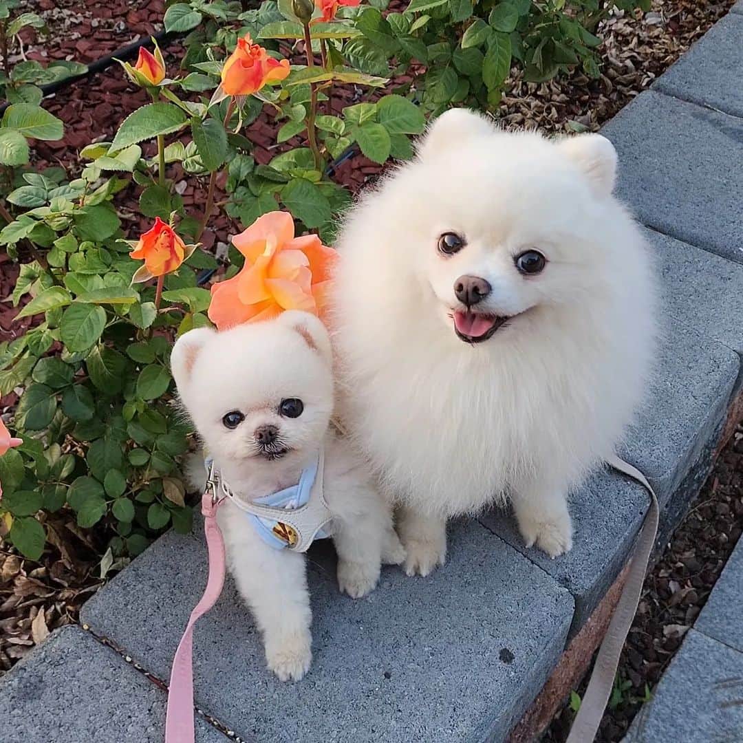thesoy_yoonsoのインスタグラム：「. #세계벌의날 꿀벌옷 입고 화만 잔뜩 내고 들어온 날」