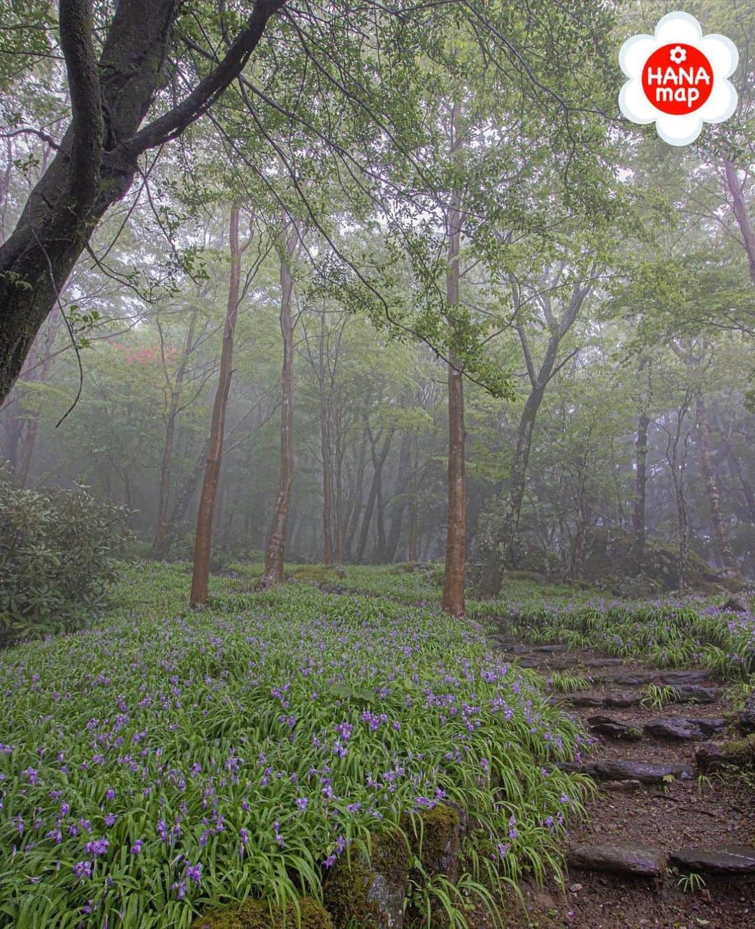 はなまっぷ❁日本の花風景さんのインスタグラム写真 - (はなまっぷ❁日本の花風景Instagram)「🌸はなまっぷ🌸 * @ukll77 さんの 花のある風景に花まるを💮 * 森の中を埋め尽くす幻想的なヒメシャガをありがとうございます😊🌸 * #徳島　四国山岳植物園#岳人の森 Shikoku mountains botanical garden "GAKUJIN no MORI", Tokushima Pref. * 🌼ヒメシャガの花言葉📝🌼 友人が多い * ※見頃が過ぎている花、終わっている花もご紹介させていただいています。 * 🌸•••🌸•••🌸•••🌸•••🌸•••🌸 * いつも素敵なお花をありがとうございます😊 #はなまっぷ #日本の美しい花風景#花のある風景#花#花言葉#花畑#ヒメシャガ#風景 * 🌸••••••お知らせ••••••🌸 * 花風景検索サイト　はなまっぷ https://hanamap.com 🔍「はなまっぷ」または @hanamap プロフィール欄から ぜひご覧ください * 📖🌸📖🌸📖🌸📖🌸📖 四季の花々を訪ねていきたい にっぽんの花地図 好評発売中📘 📖🌸📖🌸📖🌸📖🌸📖」5月20日 21時00分 - hanamap