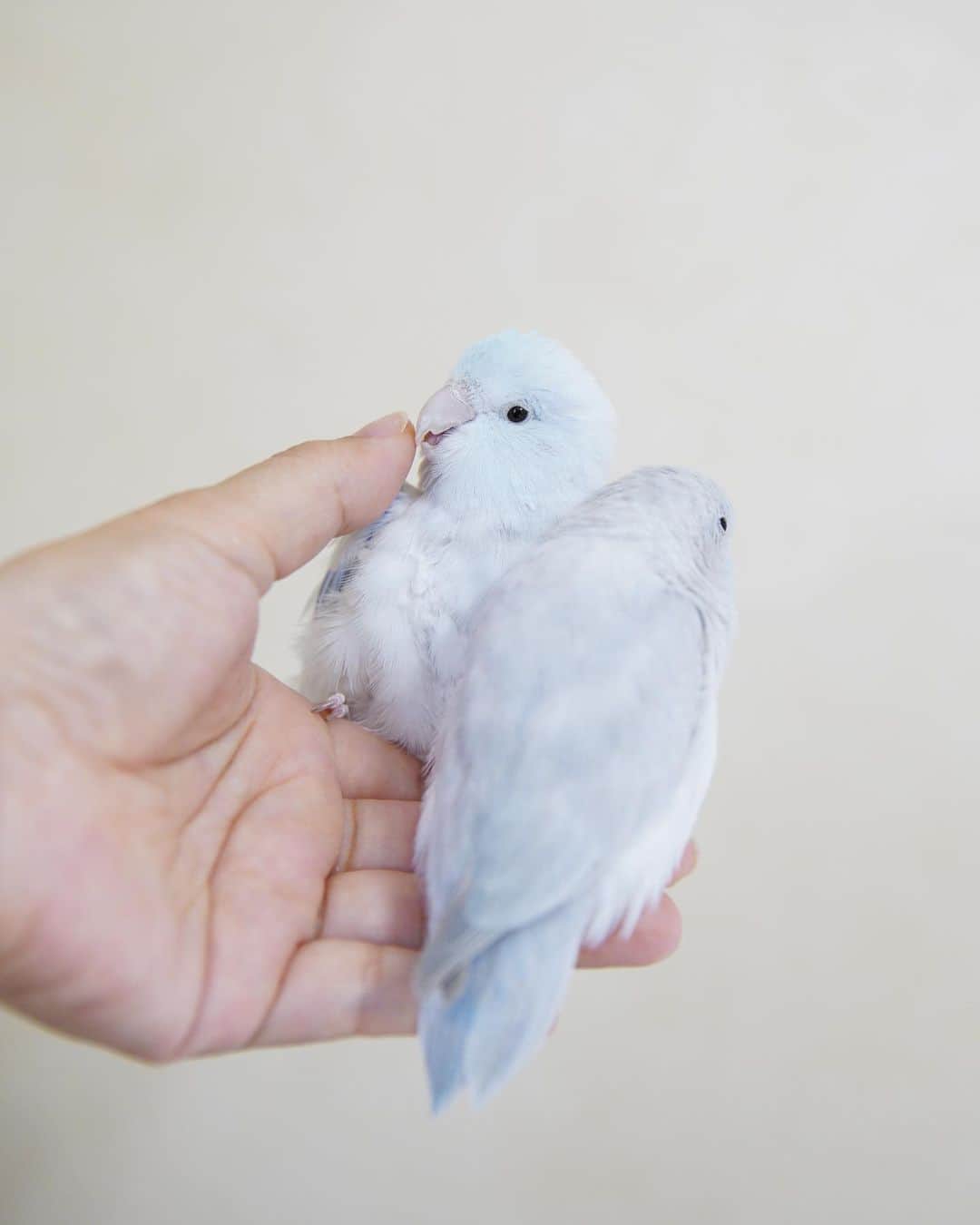 SAORIさんのインスタグラム写真 - (SAORIInstagram)「. Dew and Luce🐦♡🐦 * * 手の上でリラックスするまめまめたち 甘えるデューデュー かわいいねぇ♡ * * 2023.5.20  #インコ #マメルリハ #マメルリハインコ #小鳥 #parrotlet #pacificparrotlet #petbird #parakeet #bird #birb #forpus #birdsofinstagram #animalsco  #weeklyfluff #igersjp #kawaii #Sittich  #perruche #잉꼬 #papagei #papagaio #papağan #thisweekoninstagram」5月20日 21時15分 - ramune0123