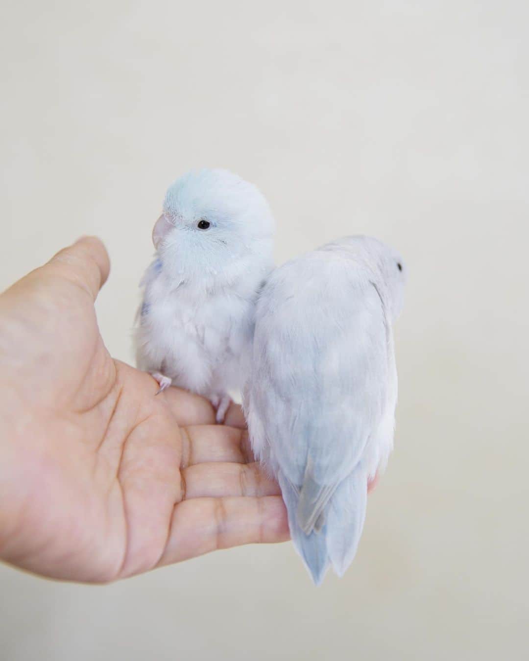 SAORIさんのインスタグラム写真 - (SAORIInstagram)「. Dew and Luce🐦♡🐦 * * 手の上でリラックスするまめまめたち 甘えるデューデュー かわいいねぇ♡ * * 2023.5.20  #インコ #マメルリハ #マメルリハインコ #小鳥 #parrotlet #pacificparrotlet #petbird #parakeet #bird #birb #forpus #birdsofinstagram #animalsco  #weeklyfluff #igersjp #kawaii #Sittich  #perruche #잉꼬 #papagei #papagaio #papağan #thisweekoninstagram」5月20日 21時15分 - ramune0123