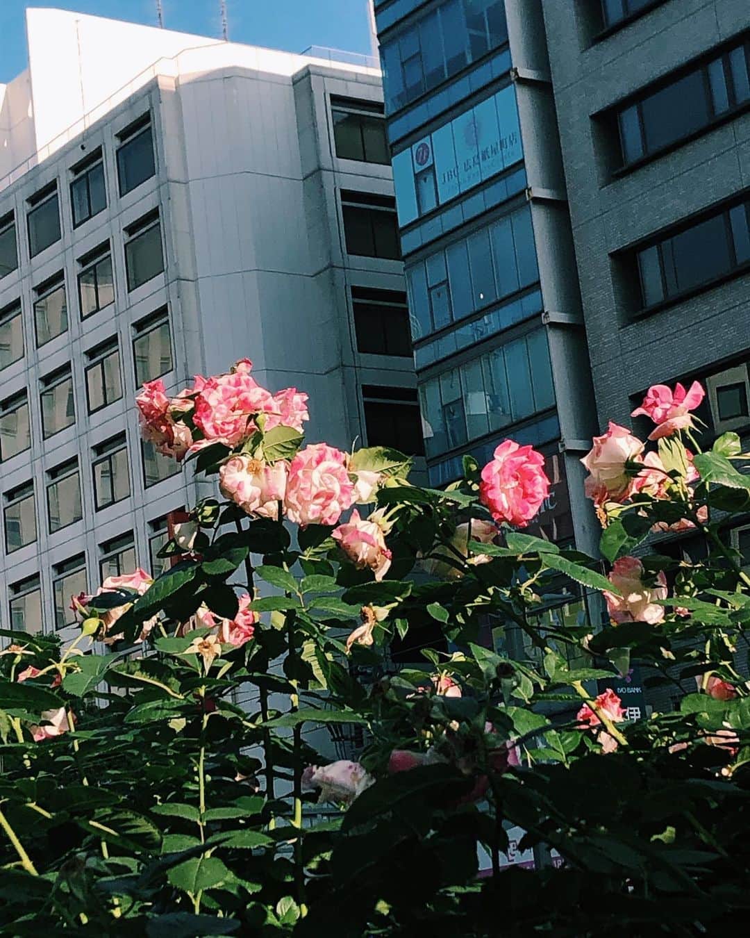 七咲友梨さんのインスタグラム写真 - (七咲友梨Instagram)「激しい光の差す、今日、広島  #広島」5月20日 21時17分 - nanasaki_yuri