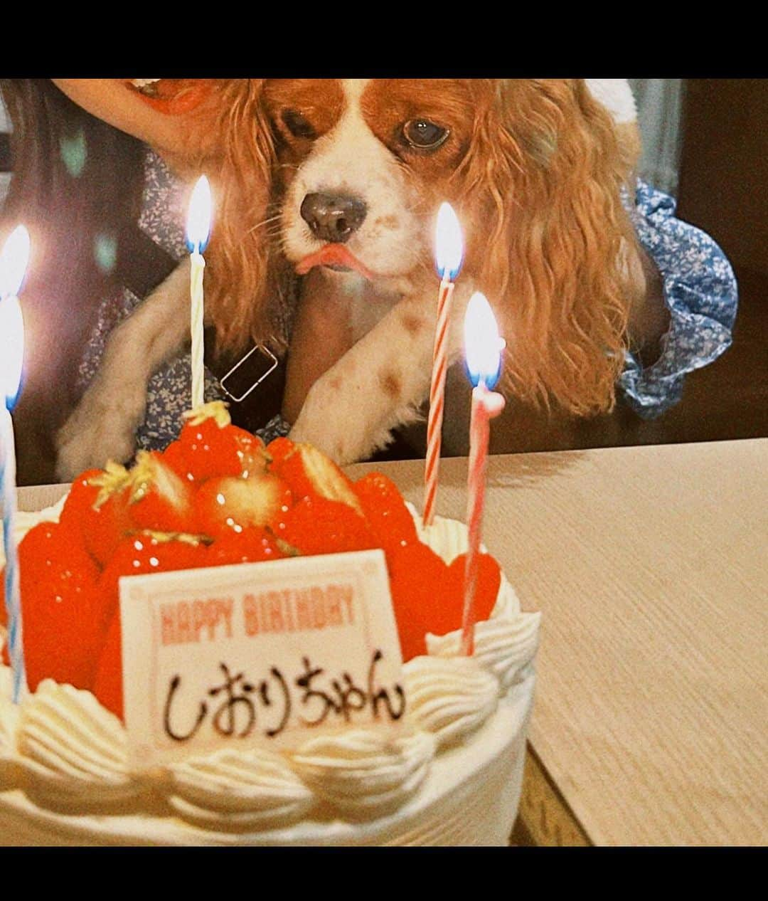 豊泉志織さんのインスタグラム写真 - (豊泉志織Instagram)「誕生日な今日です☺︎ みなさんいつもありがとう♡」5月20日 21時32分 - shiori_toyoizumi