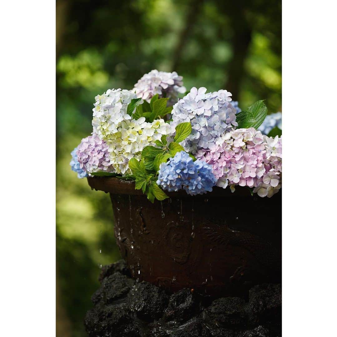 KOBOのインスタグラム：「ところどころで紫陽花の花が咲きはじめましたね  これは去年の大宮氷川神社の紫陽花  fumiお師匠撮影です📸  #紫陽花 #アジサイ」