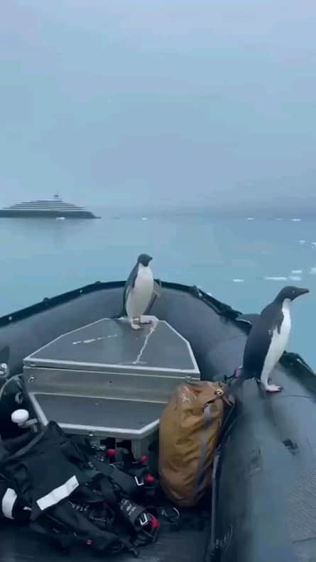 Padgramのインスタグラム：「Tag a friend who'd love this!⁣ 🎥 @morrie.11⁣ via @scenic.luxurycruisestours⁣ ⁣ 📍 Antarctica 🇦🇶 🇦🇶  #pgdaily #pgstar#pgcounty #sea #planetgo#planet #planetearth #amazing #awesome #nature」