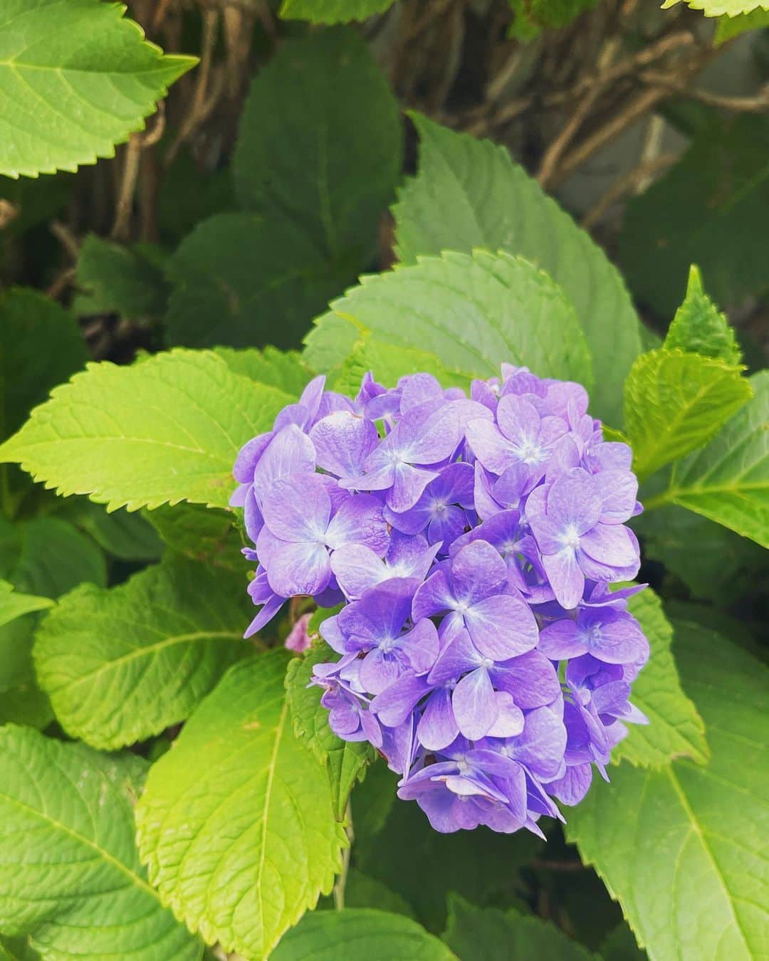 恒松あゆみのインスタグラム：「雨の季節が近づいてきましたね。  あちこちで紫陽花を見かけるようになり、ちょっぴりウキウキする毎日です。  相変わらず髪はもわんもわんですが・・・(笑)。   #紫陽花   #天パ」