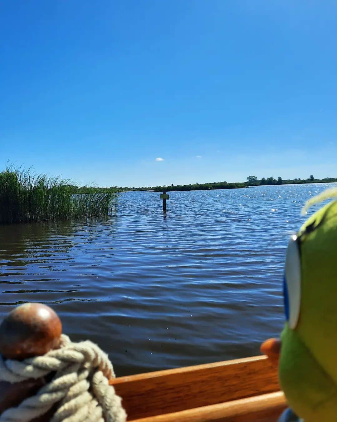 Little Yellow Birdさんのインスタグラム写真 - (Little Yellow BirdInstagram)「Enjoying myself at the Nieuwkoopse Plassen! #littleyellowbird #tweety #tweetykweelapis #adventures #yellow #bird #saturday #weekend #nieuwkoopseplassen #water #lake #netherlands #nederland #sunnyweather #sun #lakeview #stuffedanimalsofinstagram #plushiesofinstagram」5月20日 21時55分 - tweetykweelapis