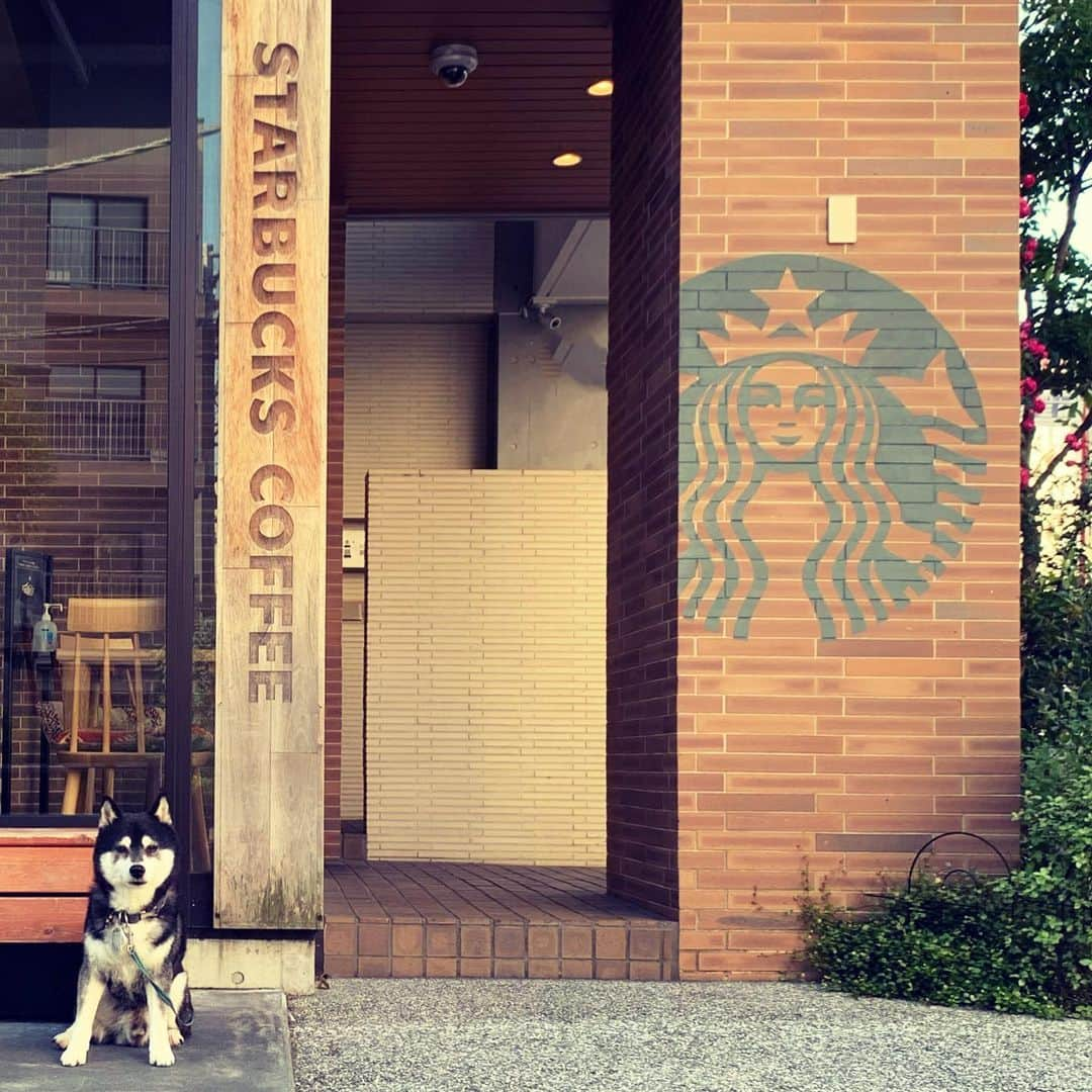 くろさんのインスタグラム写真 - (くろInstagram)「勝手に看板犬☕️  #勝手に看板犬 #看板犬 #スタバ犬 #starbucksdog #starbuckscoffee #starbucks #スターバックス #スターバックスコーヒー #スタバ #高級スタバ #奥沢2丁目店 #kuroshiba #blackshiba #shibainu #shibastagram #instadog #dogstagram #しばいぬ #くろしば #柴 #柴犬 #黒柴 #黑柴 #日本犬 #いぬら部 #ふわもこ部 #わんこのいる暮らし #わんダフォ #モデル犬 #オファーお待ちしております」5月21日 8時50分 - m6bmw