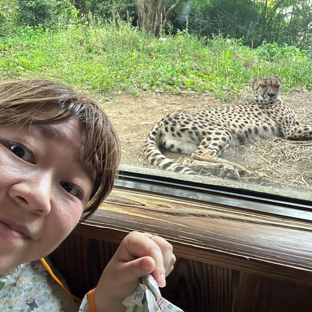 やしろ優さんのインスタグラム写真 - (やしろ優Instagram)「先日初動物園に行ってきました😙‼️  指をさして 「あ！ワンワン🐶！」って言ってました笑！ やさ丸くんには みんなワンワン🐶に見えたみたいです笑笑！ そして ちょっとまだこわかったかな笑笑🤣  母ちゃんはチーターとちゃっかり2ショット💕  #やさ丸 #1歳4ヶ月」5月21日 7時33分 - yashiroyuuuu