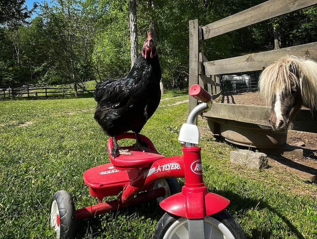 アマンダ・サイフリッドさんのインスタグラム写真 - (アマンダ・サイフリッドInstagram)「🌧️🐓🌞」5月21日 7時58分 - mingey