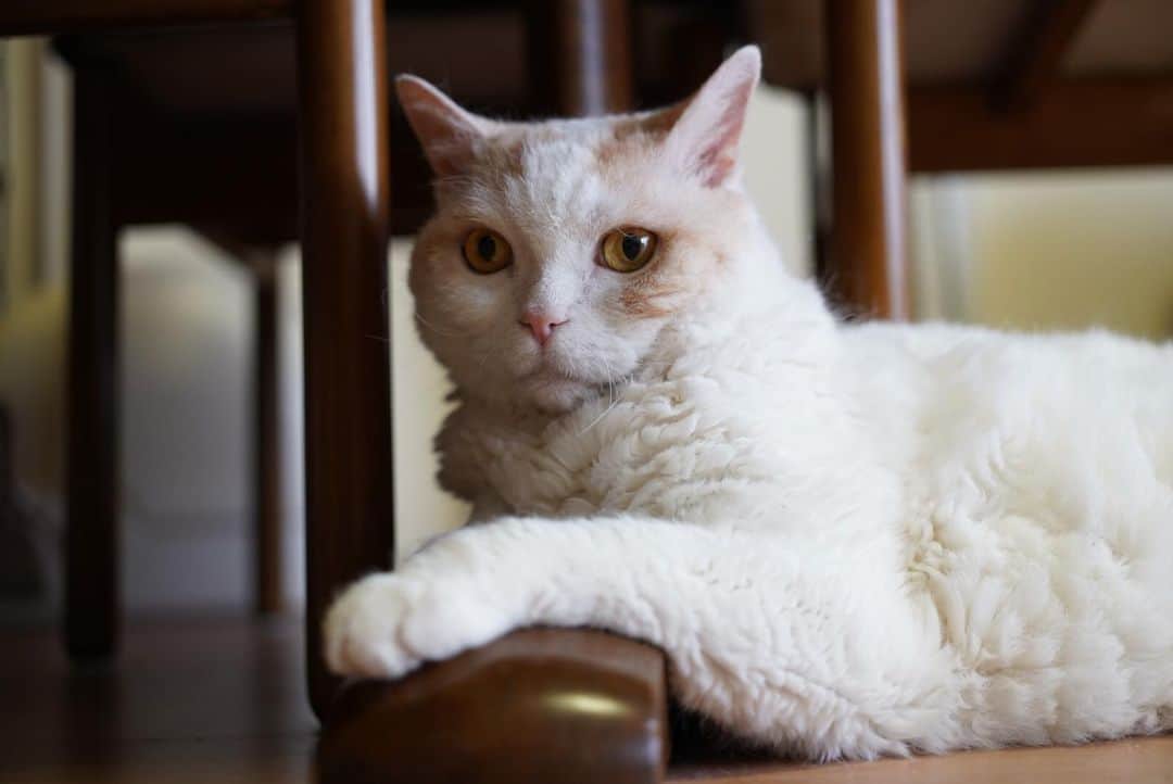 みかんさんのインスタグラム写真 - (みかんInstagram)「.  大人の雰囲気でてるかにゃ  #レモン #cat  #catstagram」5月21日 8時11分 - aja.ri