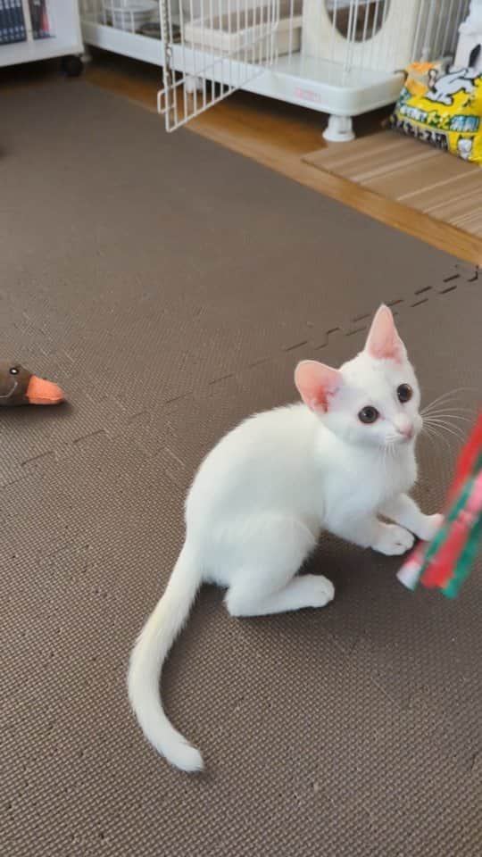 岡田屋鉄蔵のインスタグラム