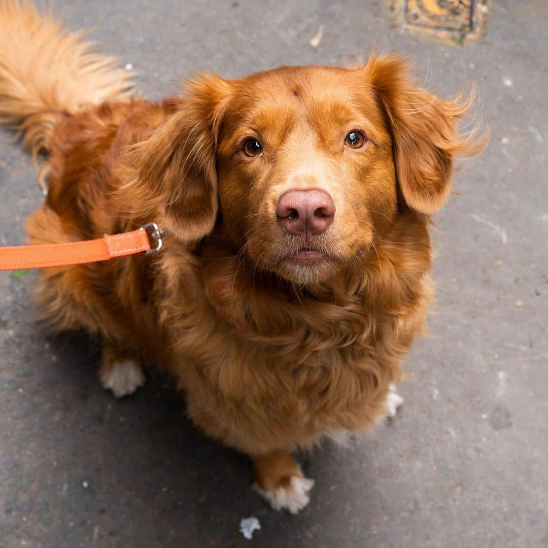 The Dogistさんのインスタグラム写真 - (The DogistInstagram)「Maple, Nova Scotia Duck Tolling Retriever, Sullivan & Prince St., New York, NY • “We’re watching him for our friends for the week. He’s actually very sweet and calm. He never complains about anything.” @mapleduckinson   What does your dog complain about (if anything)?」5月21日 0時06分 - thedogist