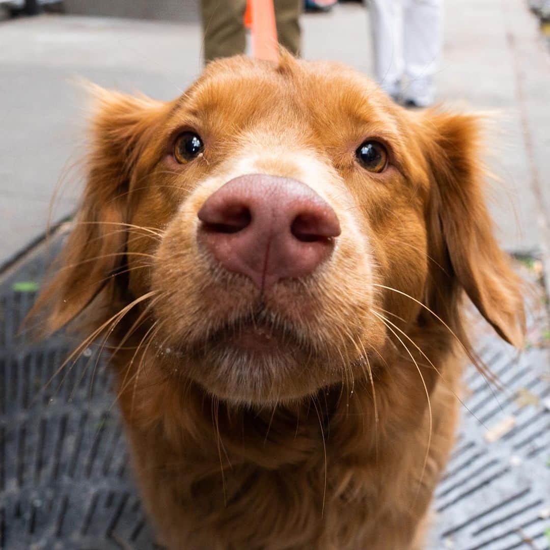 The Dogistさんのインスタグラム写真 - (The DogistInstagram)「Maple, Nova Scotia Duck Tolling Retriever, Sullivan & Prince St., New York, NY • “We’re watching him for our friends for the week. He’s actually very sweet and calm. He never complains about anything.” @mapleduckinson   What does your dog complain about (if anything)?」5月21日 0時06分 - thedogist