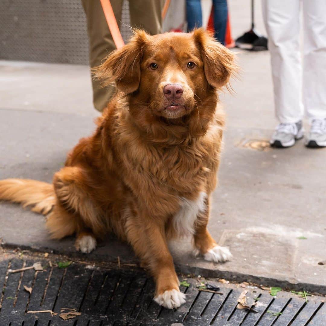 The Dogistのインスタグラム：「Maple, Nova Scotia Duck Tolling Retriever, Sullivan & Prince St., New York, NY • “We’re watching him for our friends for the week. He’s actually very sweet and calm. He never complains about anything.” @mapleduckinson   What does your dog complain about (if anything)?」
