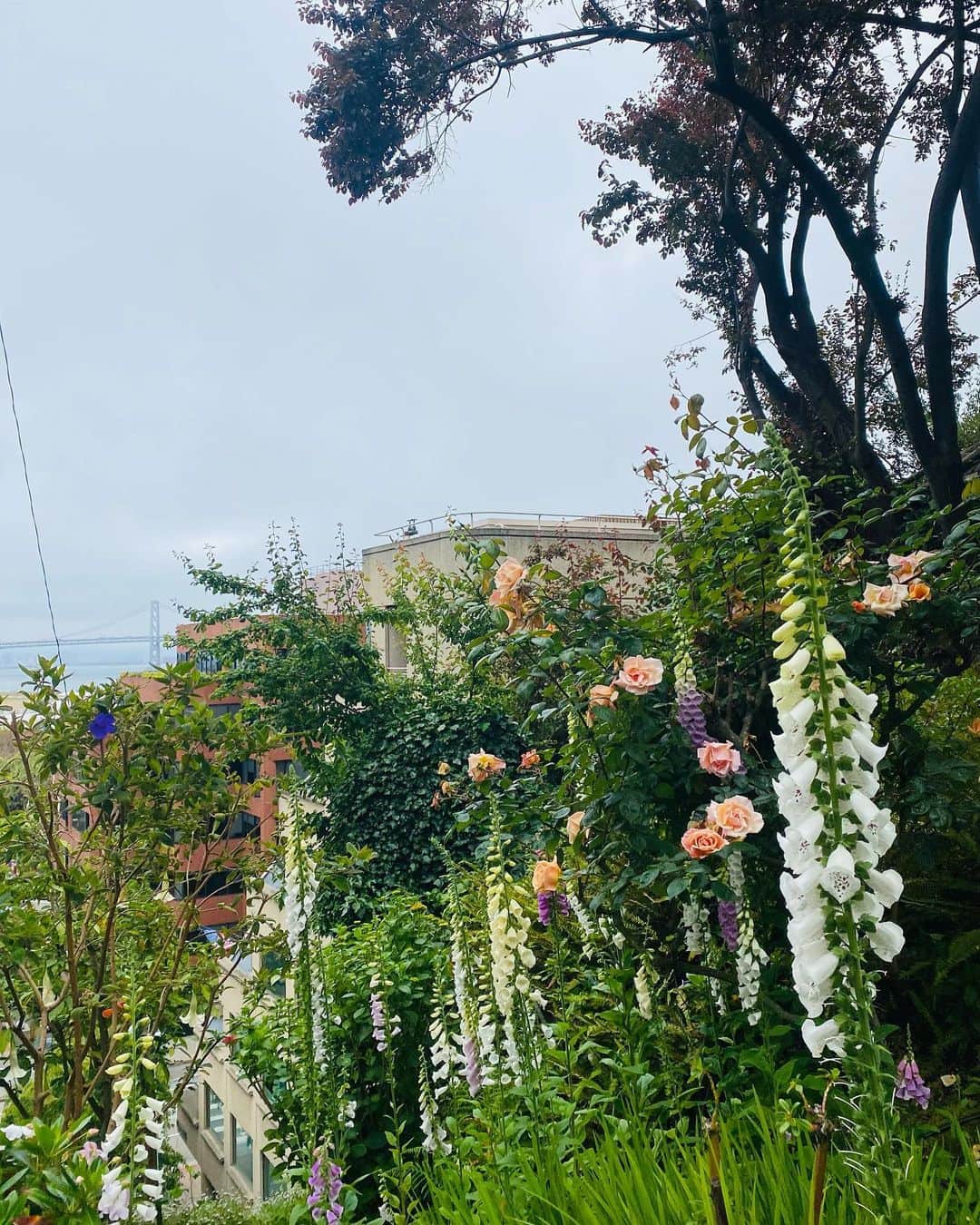 カレンウォーカーさんのインスタグラム写真 - (カレンウォーカーInstagram)「Filbert Steps, San Francisco. I counted 466 of them. Fabulous gardens, pretty homes, knockout views.」5月21日 0時07分 - karen_walker