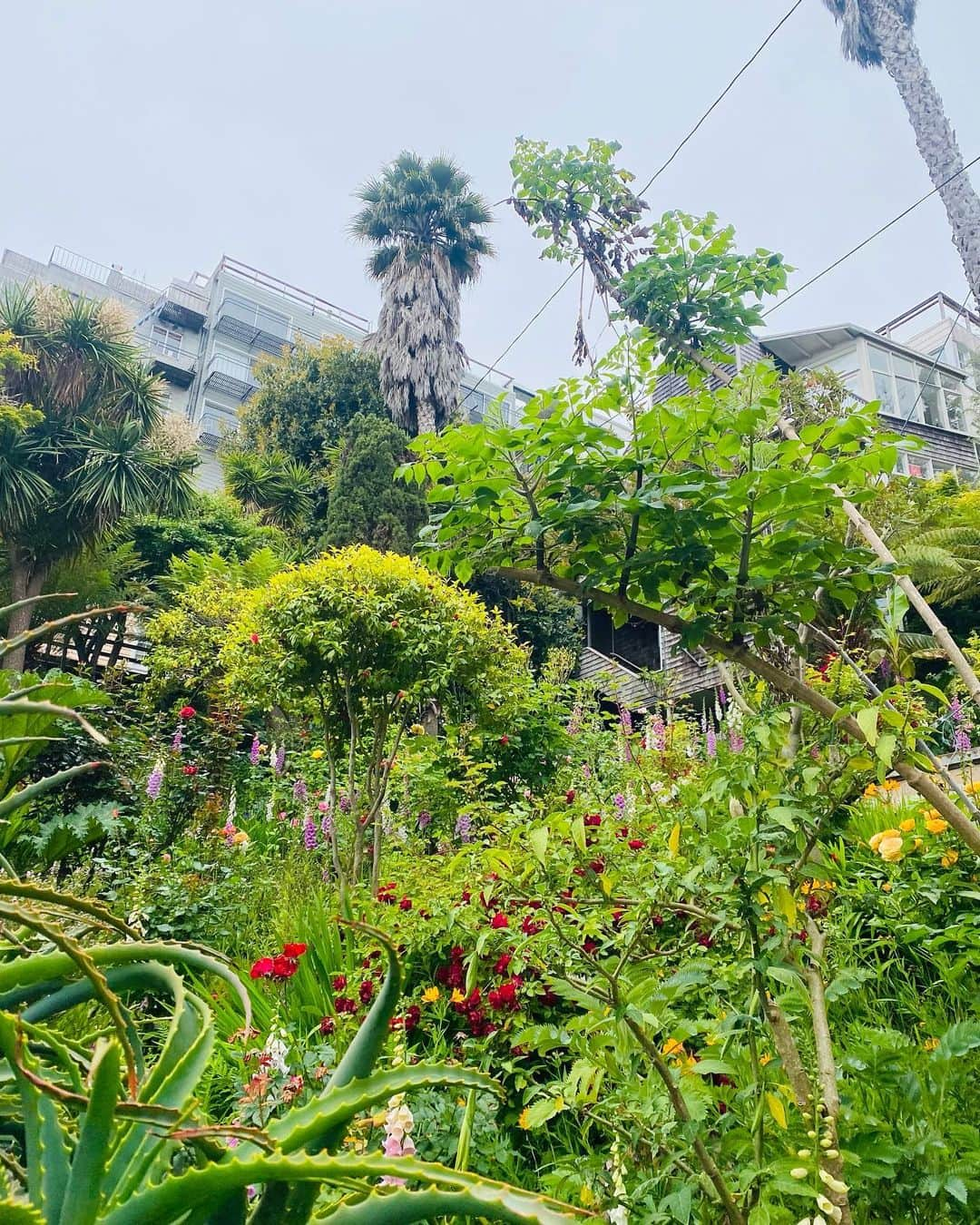 カレンウォーカーさんのインスタグラム写真 - (カレンウォーカーInstagram)「Filbert Steps, San Francisco. I counted 466 of them. Fabulous gardens, pretty homes, knockout views.」5月21日 0時07分 - karen_walker