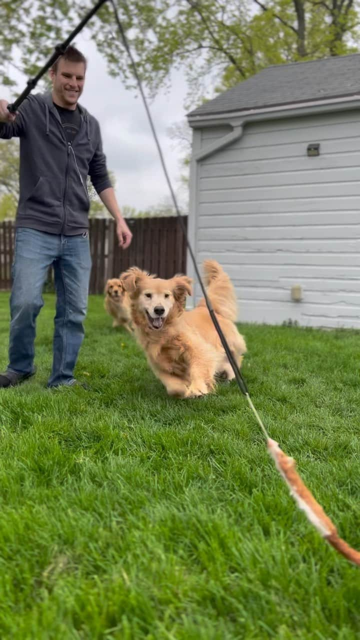 モヒートのインスタグラム：「Happy girls 💜 @swiftpaws_official #dog #goldenretriever #dogsofinstagram #cutedogs #happy #dogreels #outside #dogdad」