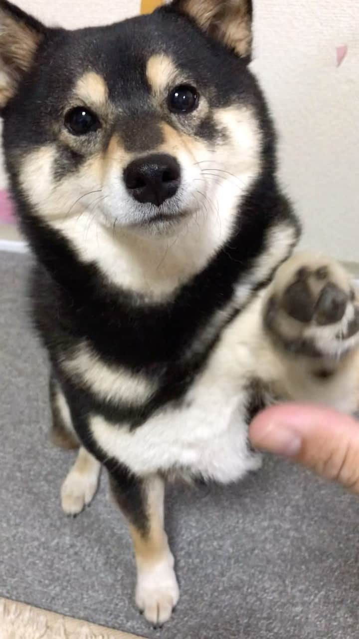 吾子のインスタグラム：「・ ・ ・ ・ ・ へーーーい🐾🐶❤️ ・ ・ ・ ・ ・ ・ ・ ・ ・ ・ ・ ・ ・ ・ ・ ・ ・ ・ ・ ・ ・ ・ #みんなハイタッチしよー🐶❤️ #左利き #sapporo  ・ 北海道の柴犬 #柴北会 の皆ワン🐶あったかくなってきたねー ・ #adorable #instadog#shibainu#dog#柴犬ライフ #instashiba#柴犬マニア #9gag #barked #kuroshiba#socute #cutedog#いぬのきもち #黒柴 #dogstagram_japan」