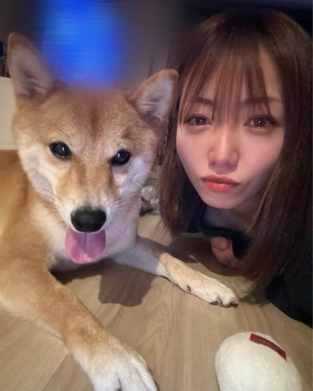 椎名歩美のインスタグラム：「おやこ🐶👩 常にボールを投げろと催促してくる😆❤️  #豆柴#3歳」