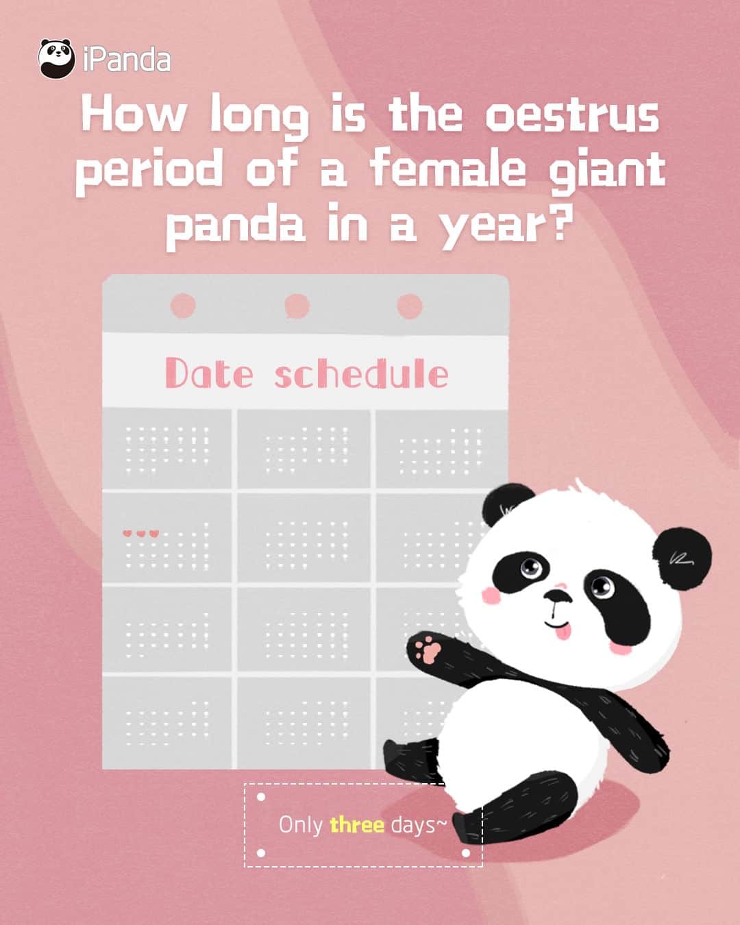 iPandaさんのインスタグラム写真 - (iPandaInstagram)「Q: How long is the oestrus period of a female giant panda in a year? 🕵️‍♀️ A: Only three days B: One month C: Five Months D: Ten Months 💡 Female pandas go in heat for no more than 72 hours and mate between February and May every year. 🐼 🐼 🐼 #Panda #iPanda #Cute #PandaQA #FunFactsAboutPanda」5月21日 0時59分 - ipandachannel