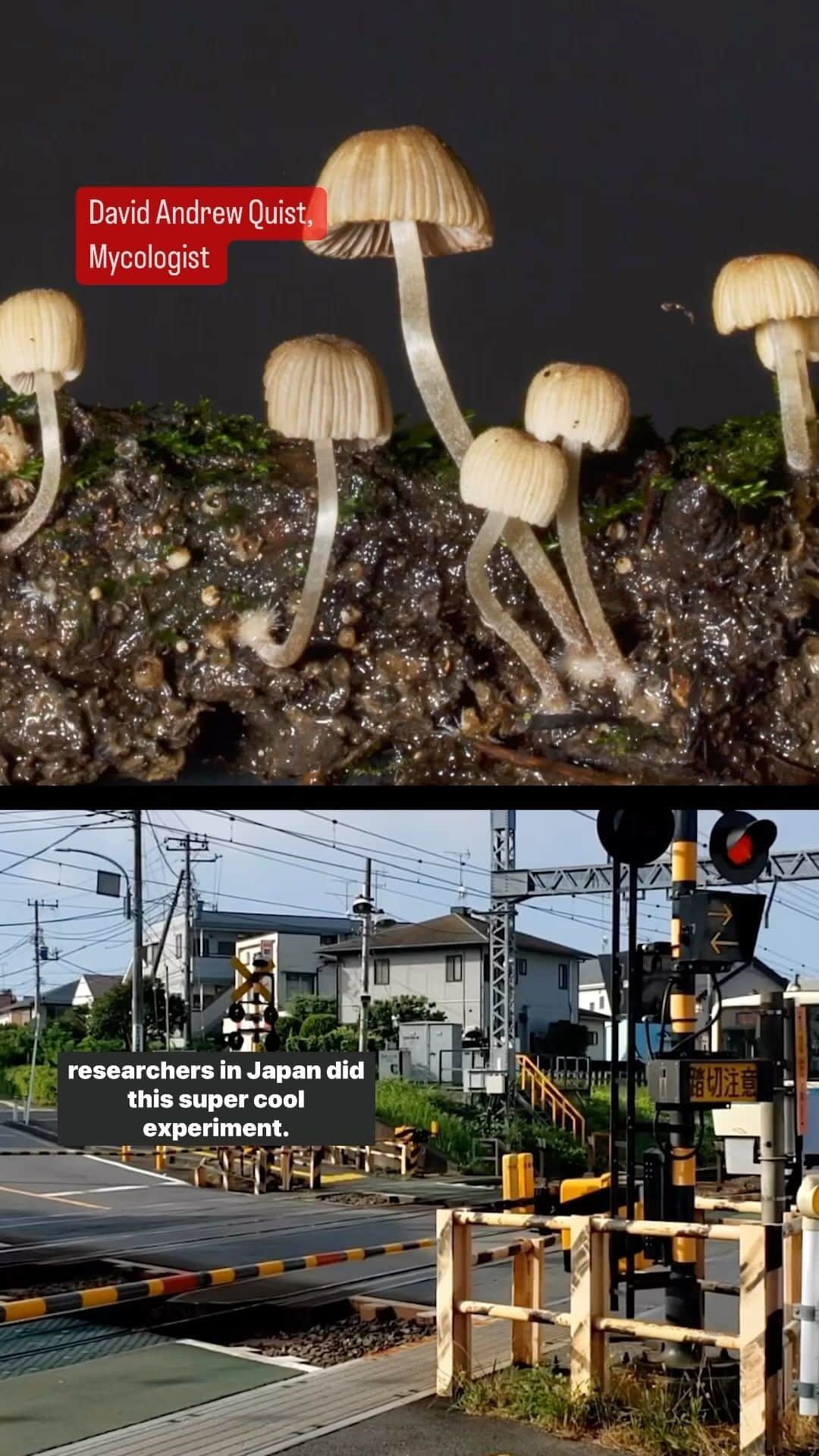 TED Talksのインスタグラム：「Can fungi really help engineers plan transport networks? Yes, says mycologist David Andrew Quist @davidquist. He says it’s just *one* of the many amazing possibilities that fungi could help us accomplish in the future. “The most amazing fungal discoveries are still waiting to be made.”」