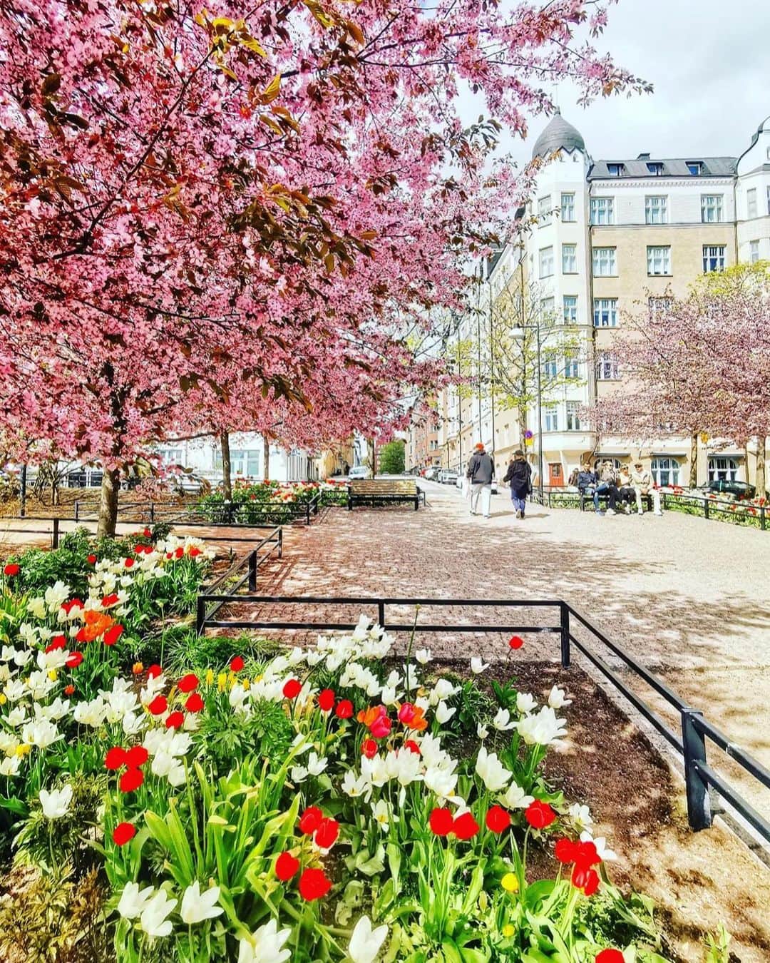 フィンランド政府観光局のインスタグラム：「ヘルシンキの春って？ こんな感じです。🌸🌷🌿 ． @antsvahter Kiitos! 🙏  #visitfinland #ourfinland #visitfinlandjp #finland #北欧旅行 #travelgram #フィンランド #フィンランド政府観光局 #北欧 #travel #instatravel #travel #travelgram #travelling #traveler #旅したくなるフォト #旅行 #旅 #海外旅行 #travelphotography  #旅行大好き #旅行好き #旅スタグラム #旅好き #ヨーロッパ旅行 #旅に出たい #トラベル   #myhelsinki #ヘルシンキ」
