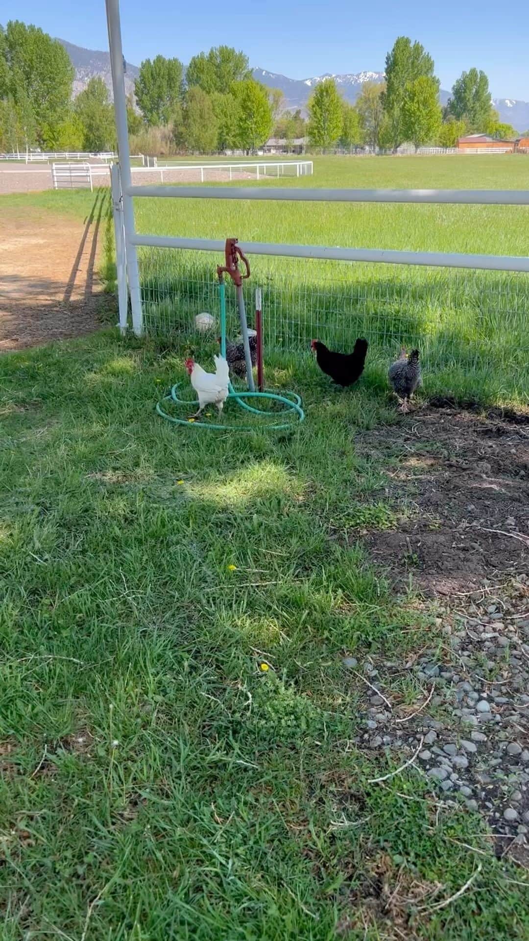 ストーン・コールド・スティーブ・オースチンのインスタグラム：「🔊⬆️ Chickens 3:16 #saturday #freerangechickens」