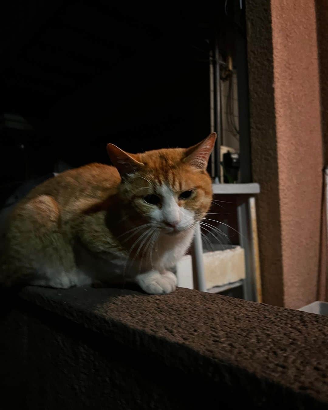 Kachimo Yoshimatsuのインスタグラム：「だんな、おかえり｡  #うちの猫ら #猫 #ねこ #chameshi #ニャンスタグラム #にゃんすたぐらむ #ねこのきもち #cat #ネコ #catstagram #ネコ部 http://kachimo.exblog.jp」