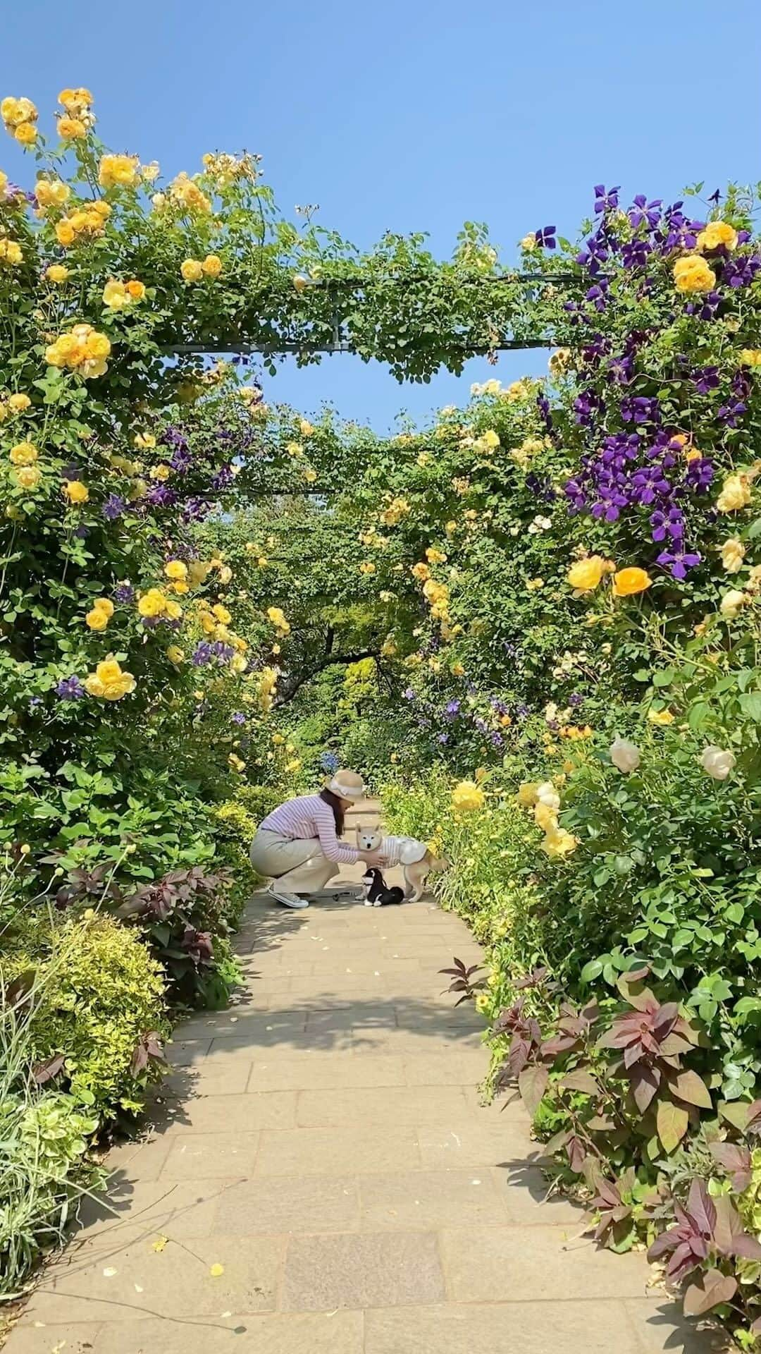 柴犬 けんしろう ゆりあのインスタグラム：「🐶🌹  おはようございます☺️  青空の下で見ることができた グラハム・トーマスの黄色のバラのアーチ🌹 差し色の紫のクレマチスとともに 本当にステキだったので動画でもぜひ💙💛💜  先日postした2枚の写真では バレなかったと思いますが 実はゆりあとお世話係おそろコーデ。 どうか気持ち悪がらず見てくださいね😂  📱こまめちゃんママ撮影  #港の見える丘公園  #バラ #rose #柴犬 #shiba #元保護犬 #保護犬を家族に」