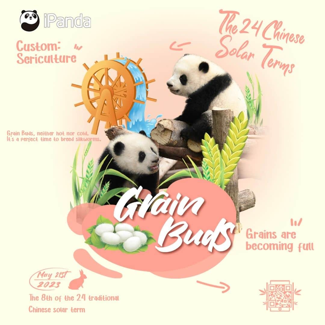 iPandaさんのインスタグラム写真 - (iPandaInstagram)「Grain Buds is the eighth solar term of a year. During this period, the vegetation becomes luxuriant, the temperature rises and the rainfall increases. 🌾 🐼 🐼 🐼 #Panda #iPanda #Cute #PandaPic #ChengduPandaBase #ChineseCulture  For more panda information, please check out: http://en.ipanda.com」5月21日 9時00分 - ipandachannel