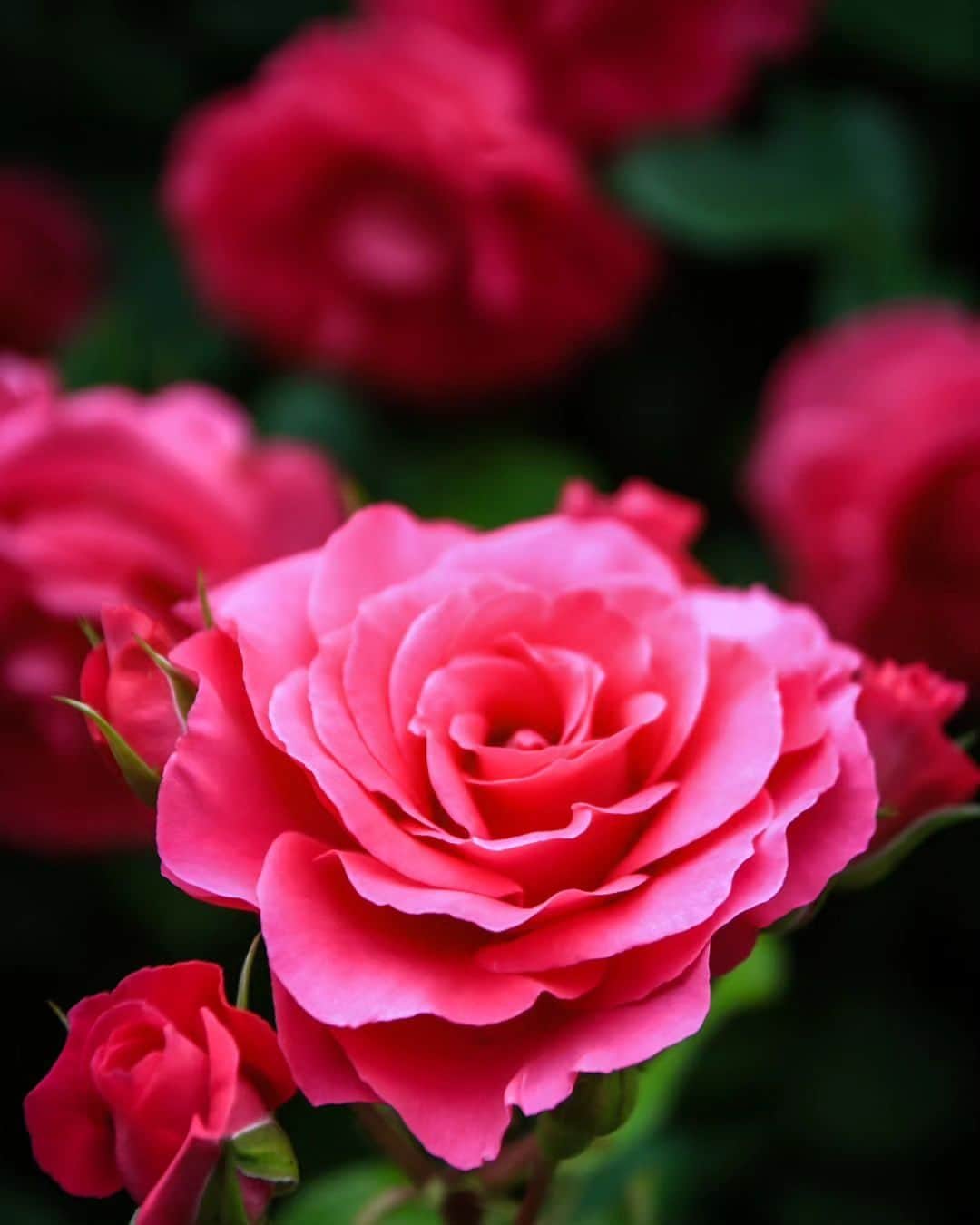 のインスタグラム：「. 【「ばらの日」にばらを贈ろう💓】 今日は「ばらの日」🌹　 福山市では5月21日を「ばらの日」として，ばらを贈ろうキャンペーンをしています。 友人・家族・パートナー・大切なあの人へ 「あなたに出会えたからこそ今の自分がある」そんな感謝の気持ちを込めて，ばらを贈りませんか？  Photo by 福山アンバサダー（@hirobow31）」