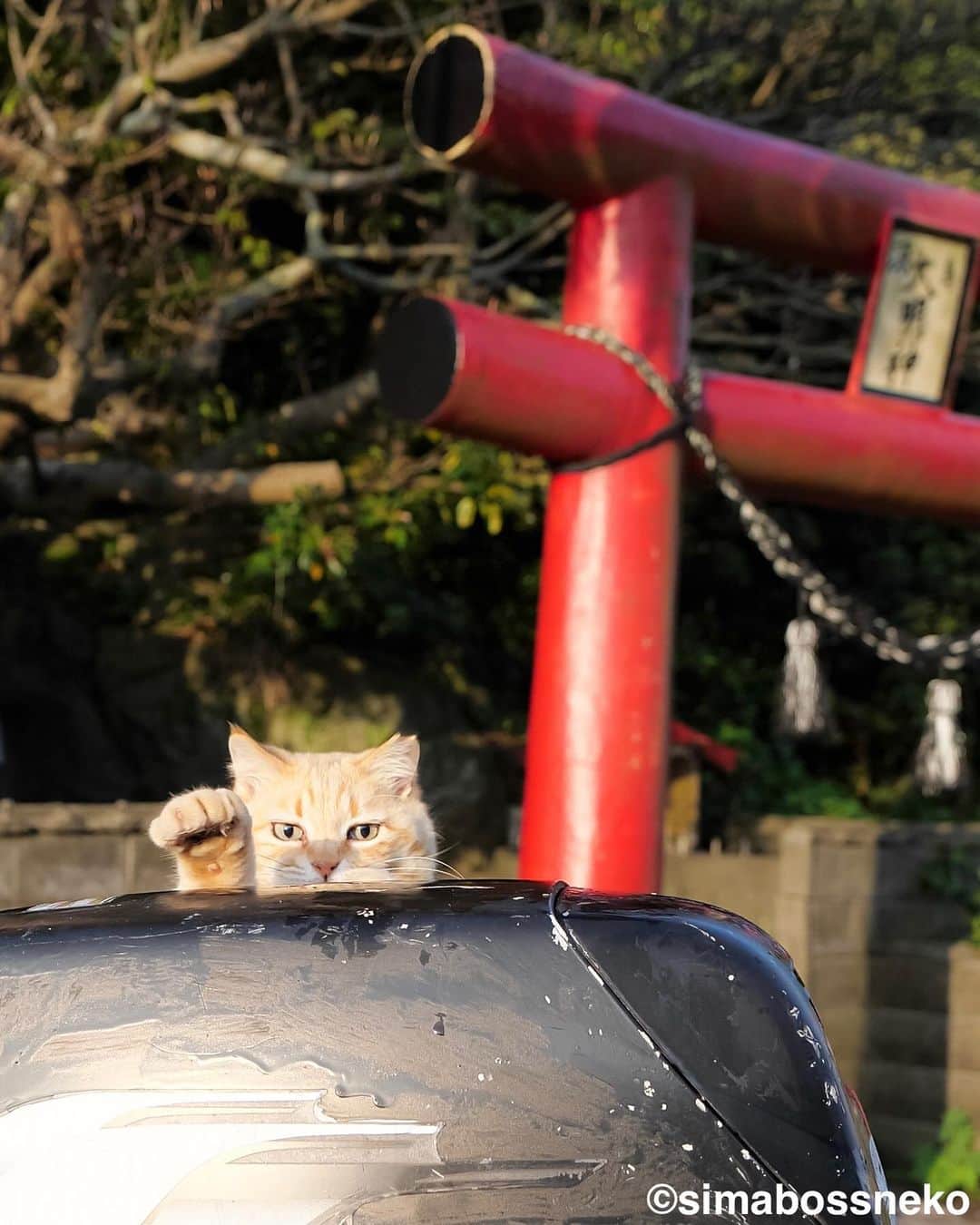 simabossnekoさんのインスタグラム写真 - (simabossnekoInstagram)「・ ひょっこり✨招き＆クリームパン💓 Good morning Sachi❣️ Swipeしてね←🐾  ・ 〜お知らせ〜 minneとメルカリでは『日本の島のごきげんな猫』『キス猫 』『島にゃんこ』のサイン本のセットも販売中です。　  他にも島ねこ日めくりカレンダー2とのセットも❣️ 写真集、カレンダー共に可愛い瞬間がいっぱいです。こちらもぜひ〜🐾  ★minneへは @simabossneko または @p_nyanco22 の プロフィールリンクよりご覧いただけます。  ★メルカリShopsへは、アプリ立ち上げ後「simabossneko's shop」で検索してください。 ・ ・ 【Notice】 At minne shop, we are also selling a set of autographed books of "Nihon no shima no gokigenna neko", "Kiss and Cuddle Cats" and "Island Cats".  ◆Special!  Author ”simabossneko” an  autographed book.  Available now at minne simabossneko's shop Shop URL→ https://minne.com/＠simabossneko  You can jump “minne simabossneko's shop“ directly from the link in @simabossneko or @p_nyanco22 profile. ・ ・ #しまねこ #島猫 #ねこ #にゃんすたぐらむ #猫写真 #cats_of_world #catloversclub #pleasantcats #catstagram #meowed #ig_japan #lumixg9」5月21日 9時00分 - simabossneko
