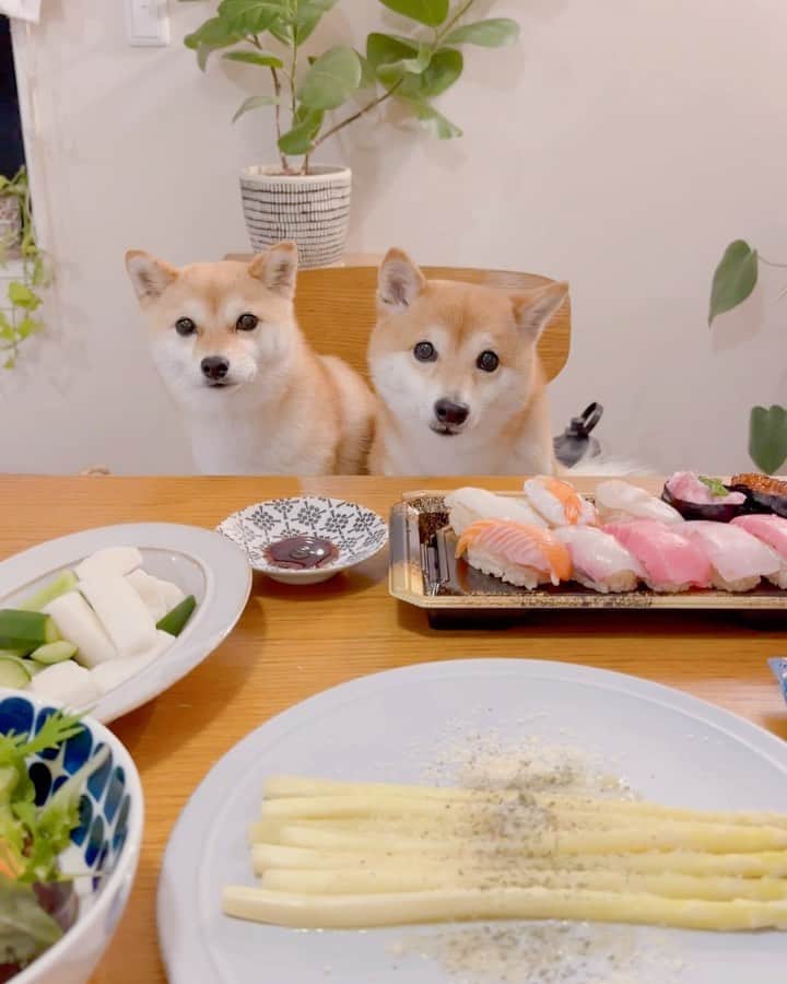 豆柴にこちゃんのインスタグラム
