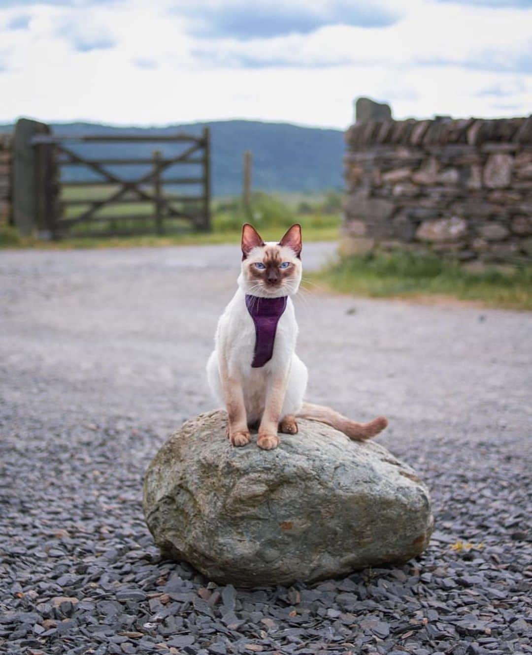 Bolt and Keelさんのインスタグラム写真 - (Bolt and KeelInstagram)「Meet Luna! 🌙 This curious kitty is always excited for the next adventure! 🐾🌱  @adventrapets ➡️ @iamlunathesiamese  —————————————————— Follow @adventrapets to meet cute, brave and inspiring adventure pets from all over the world! 🌲🐶🐱🌲  • TAG US IN YOUR POSTS to get your little adventurer featured! #adventrapets ——————————————————」5月21日 5時24分 - adventrapets