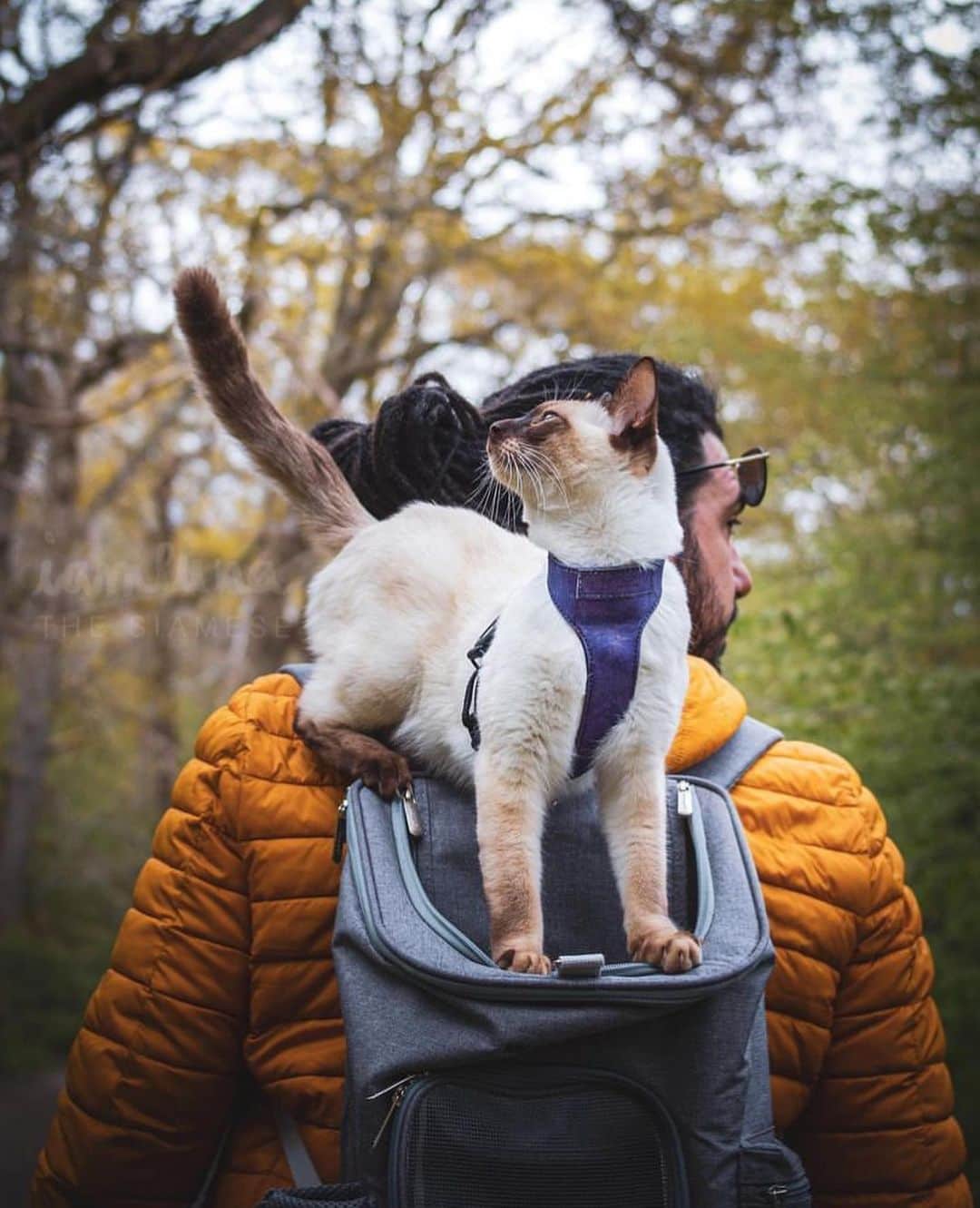 Bolt and Keelさんのインスタグラム写真 - (Bolt and KeelInstagram)「Meet Luna! 🌙 This curious kitty is always excited for the next adventure! 🐾🌱  @adventrapets ➡️ @iamlunathesiamese  —————————————————— Follow @adventrapets to meet cute, brave and inspiring adventure pets from all over the world! 🌲🐶🐱🌲  • TAG US IN YOUR POSTS to get your little adventurer featured! #adventrapets ——————————————————」5月21日 5時24分 - adventrapets