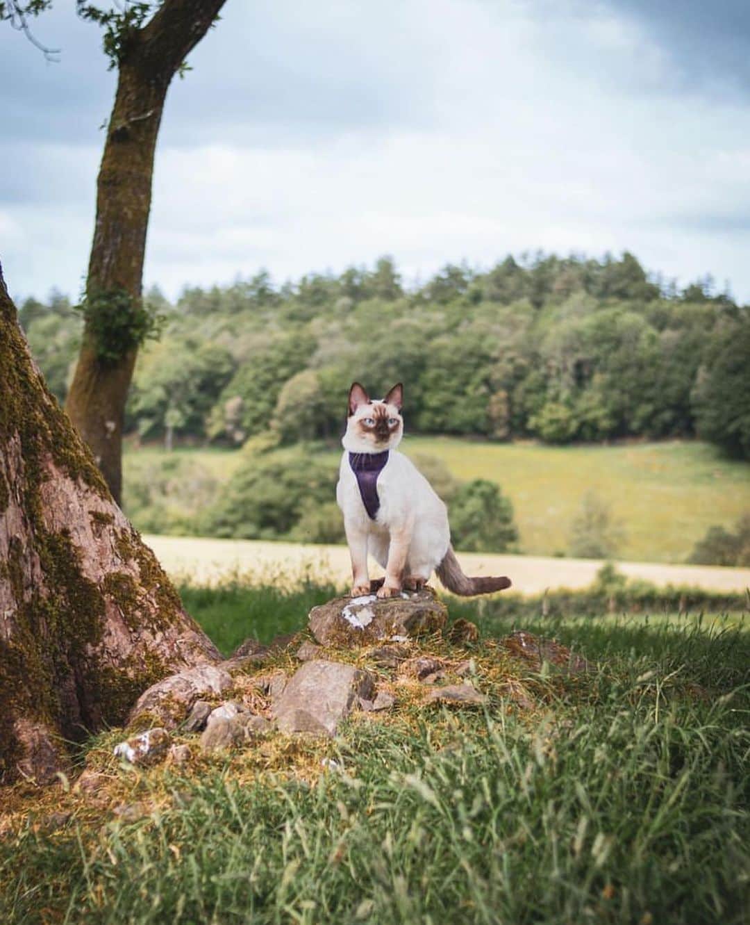 Bolt and Keelのインスタグラム：「Meet Luna! 🌙 This curious kitty is always excited for the next adventure! 🐾🌱  @adventrapets ➡️ @iamlunathesiamese  —————————————————— Follow @adventrapets to meet cute, brave and inspiring adventure pets from all over the world! 🌲🐶🐱🌲  • TAG US IN YOUR POSTS to get your little adventurer featured! #adventrapets ——————————————————」