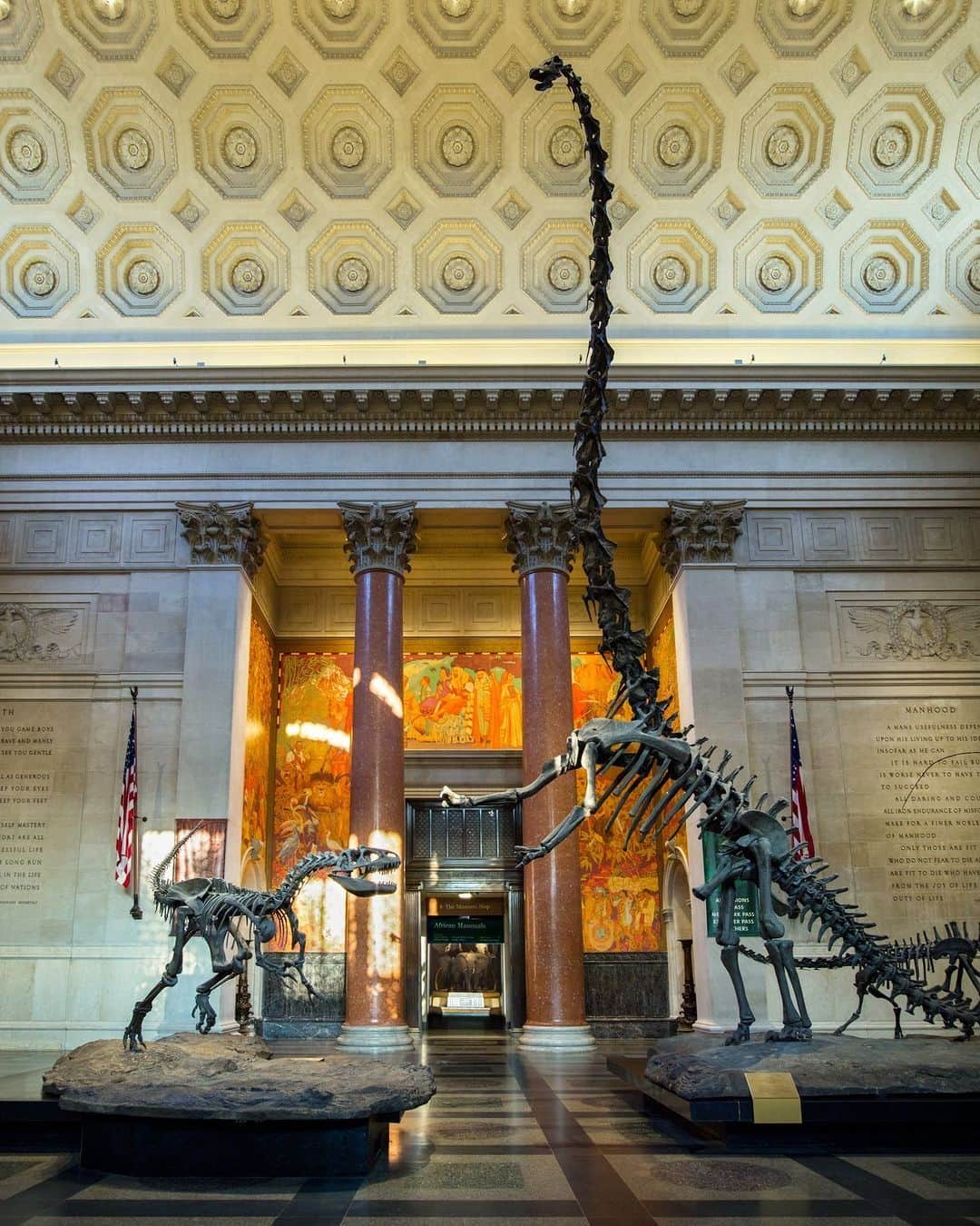 アメリカ自然史博物館のインスタグラム：「If you’ve visited the Museum, you’re certainly familiar with today’s Exhibit of the Day: the Barosaurus and Allosaurus in the Rotunda! Rising 50 ft (15 m) above the ground, it’s the world’s tallest freestanding dinosaur mount. In this scene, a Barosaurus rears up to defend her young from an Allosaurus. How does the huge skeleton of Barosaurus—whose name means “heavy reptile”—stay up? Faux bones! The Barosaurus is built from casts of the real bones, which are housed in the Museum’s collections.  Photo: D. Finnin / © AMNH #fossils #paleontology #dinosaurs #dinosaur #amnh #science」