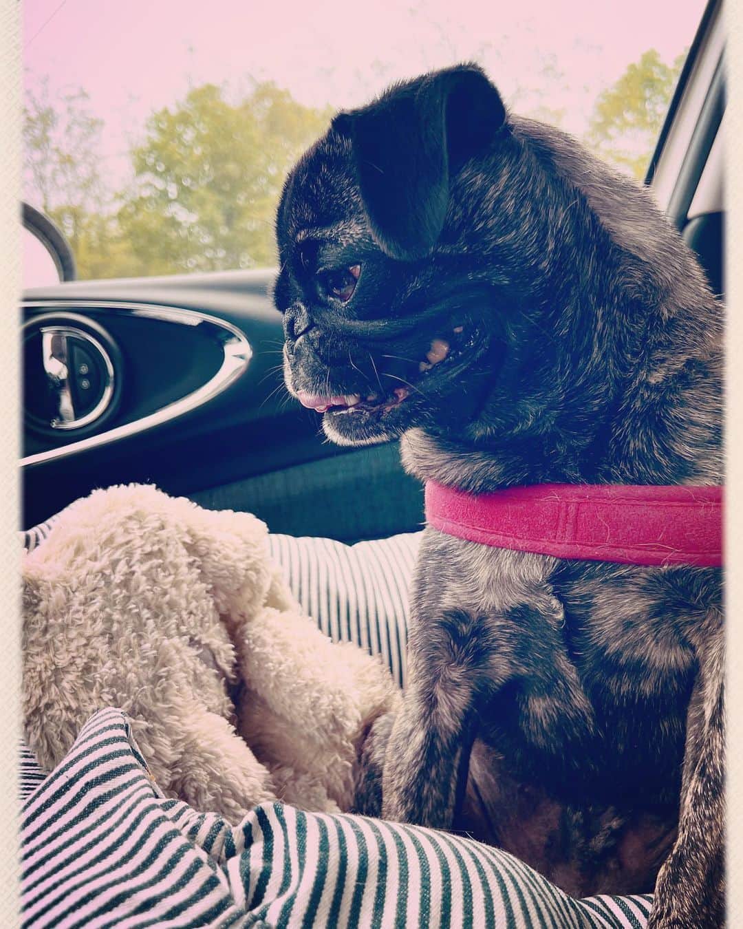 pugsofinstagramのインスタグラム：「Sweet Archie.」