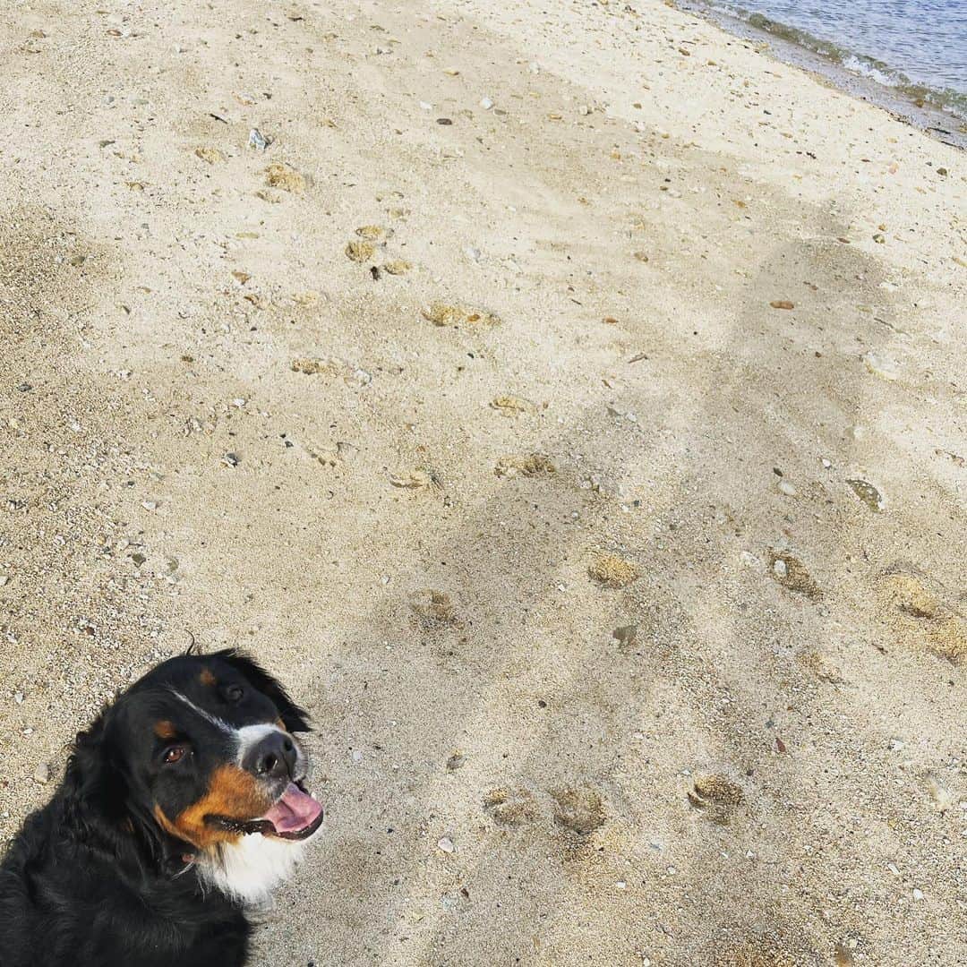 のインスタグラム：「ウーちゃんとの散歩🐶🌊  出産お疲れ様😌 ゆっくりしような😄  #dtのオフ」