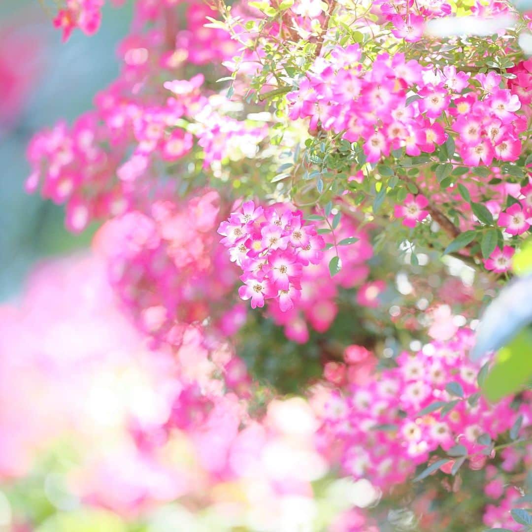kiccyomuのインスタグラム：「☀️ 2023.05.21 Sun #横浜イングリッシュガーデン 可愛い花びらの #バラ 🌹が 光を浴びてキラキラ📸 綺麗でした🤗  location #神奈川 ❣️ 📷撮影 2023年5月16日」