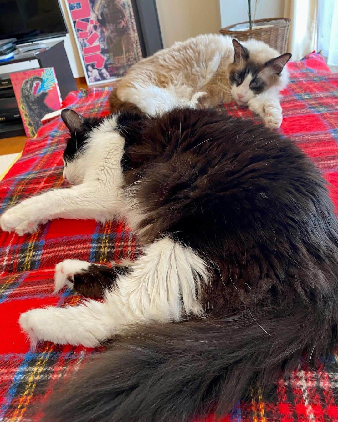 佐伯紅緒さんのインスタグラム写真 - (佐伯紅緒Instagram)「今日の猫さんたち。  暑くなく寒くなく、ちょうど良い5月時分はこんな感じに家のあちこちで気持ちよさそうに寝ています。  電気毛布のスイッチはオフにしてますが、まだ気候がわからないのでしまわずに様子を見ています。  約1匹、なぜかトイレにいました。  良い休日をお過ごしください✨  #cat #turkishangora  #laparm #ターキッシュアンゴラ #ラパーマ #猫 #ねこ #ネコ #ねこすたぐらむ  #株式会社ファイブキャッツ #ねこあつめ #保護猫 #黒猫部 #靴下猫部 #三毛猫  #ネコメンタリー #ネコメンタリー猫も杓子も」5月21日 16時48分 - beniosaeki