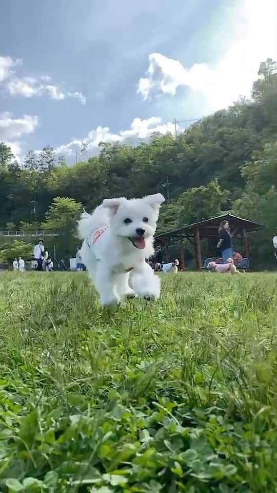 河島あみるのインスタグラム