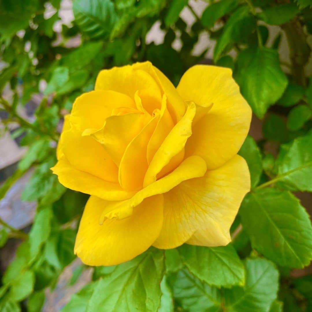 雨宮慶太さんのインスタグラム写真 - (雨宮慶太Instagram)「庭。バラが咲いた。」5月21日 17時40分 - keitaamemiya