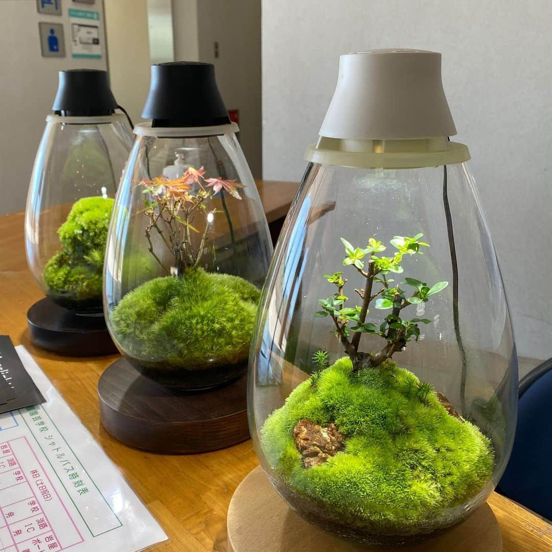 Mosslight-LEDさんのインスタグラム写真 - (Mosslight-LEDInstagram)「Mosslight  NPO法人アルファグリーンネットワーク(AGN)  #mosslight #モスライト  #terarium#テラリウム #moss#苔#コケ#bryophyte #bryophytes  #ミニ盆栽#bonsaitree #paludariums #パルダリウム #terrariums#terariums #terariumdesign #terrariumsdesigns#terarium#淡路景観園芸学校」5月21日 17時42分 - mosslight1955