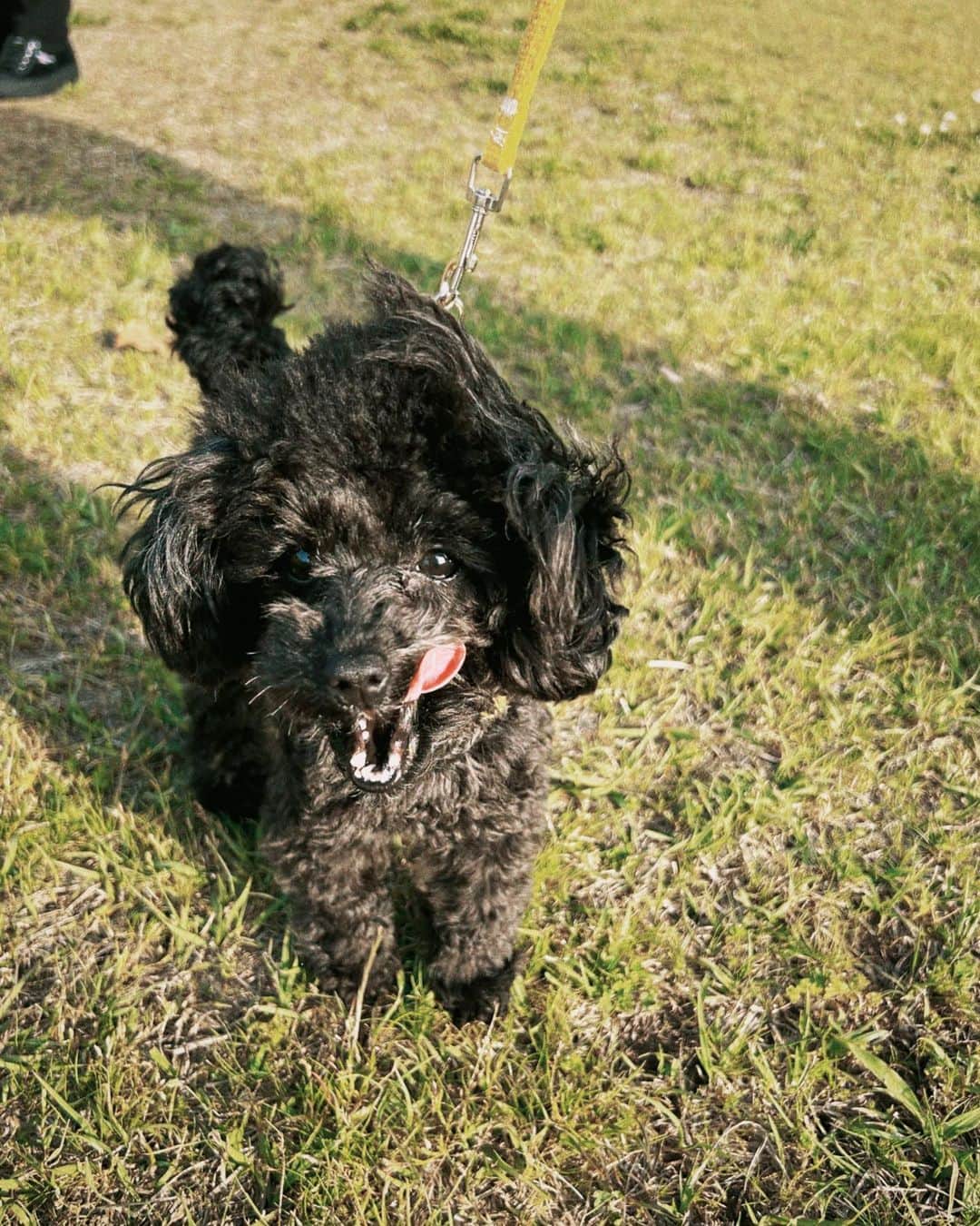 立石晴香さんのインスタグラム写真 - (立石晴香Instagram)「最近は、自然と触れ合うのが楽しみです🌳🌳  #poodle #dog #いぬのいる暮らし」5月21日 17時49分 - haruka_tateishi